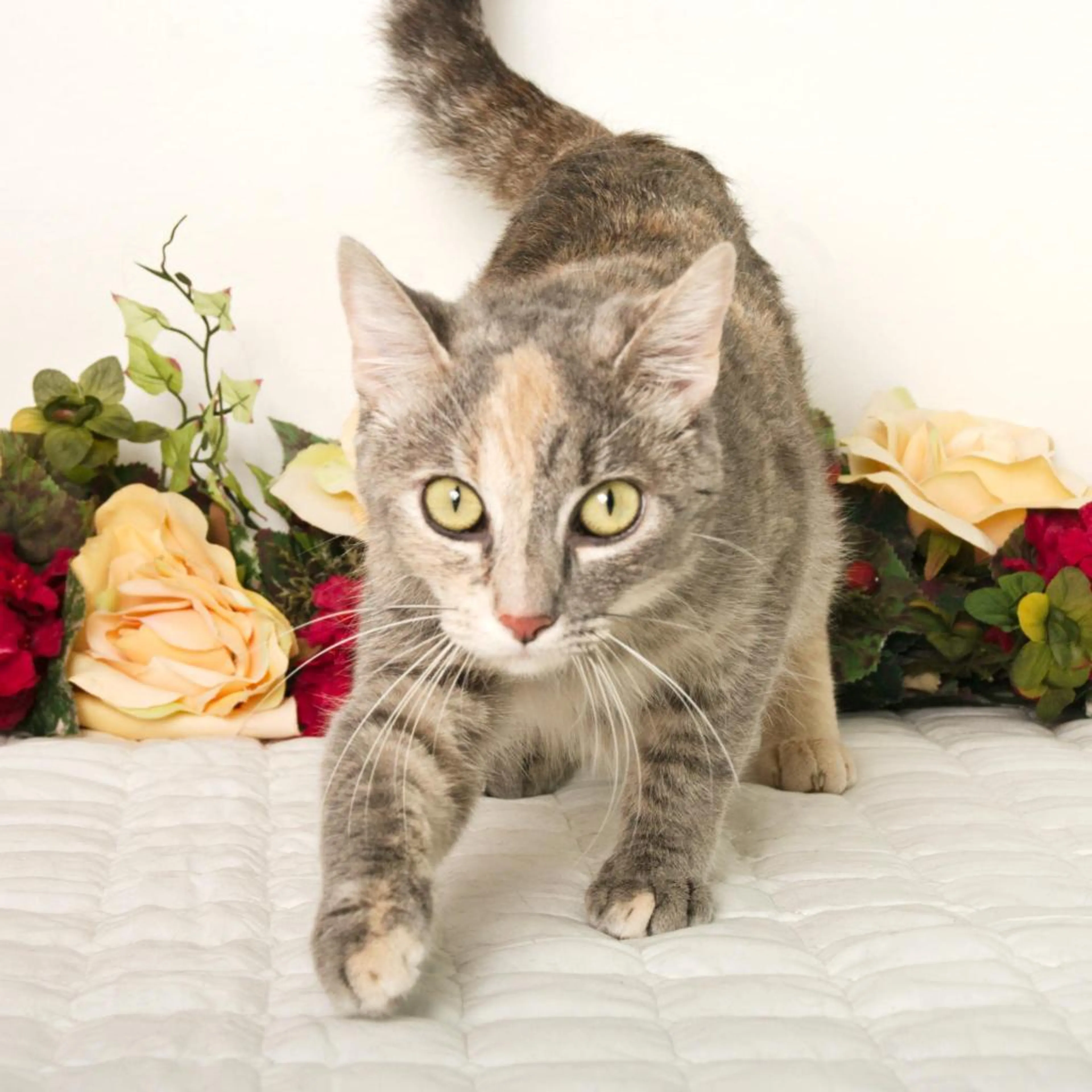 Found pet-6