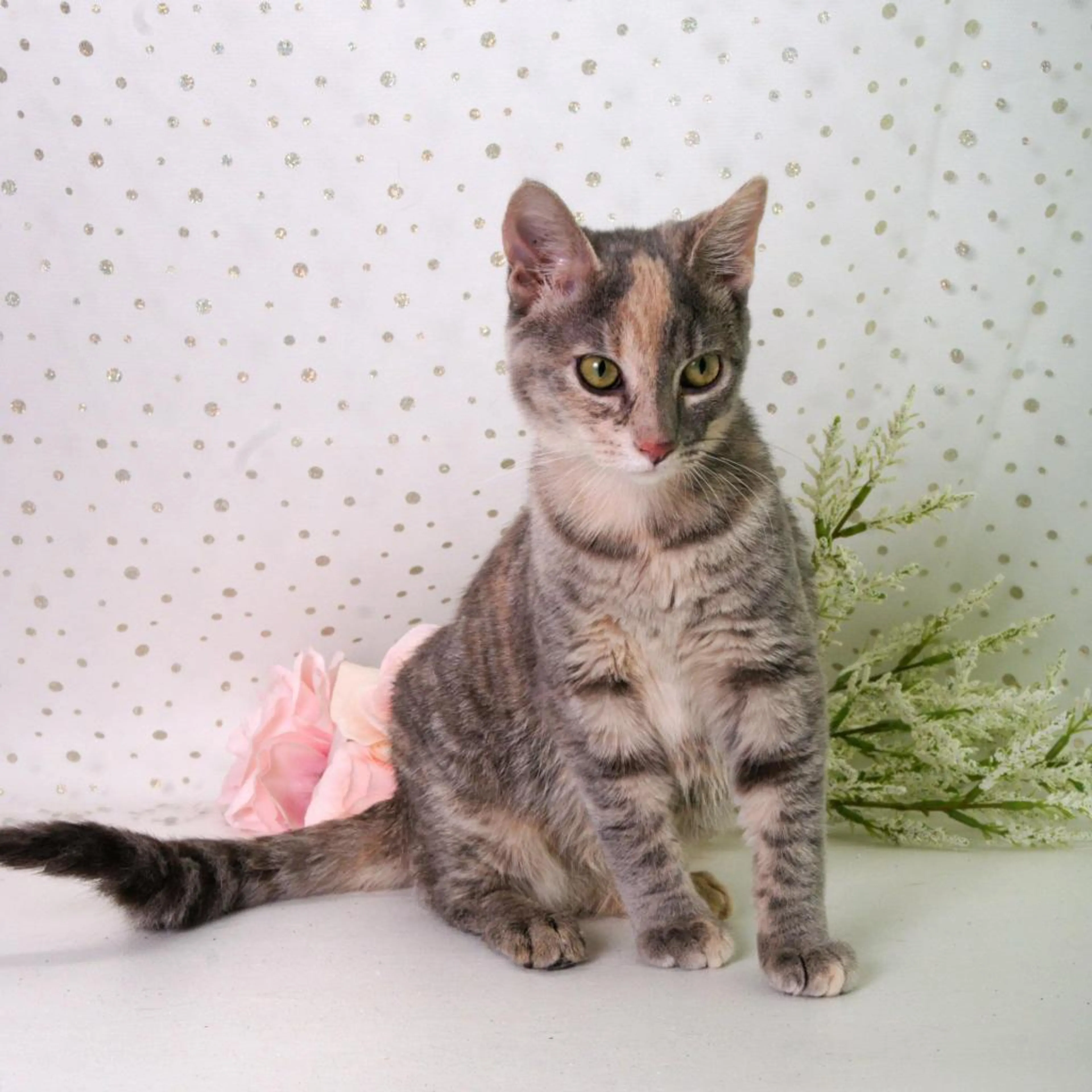 Found pet-12
