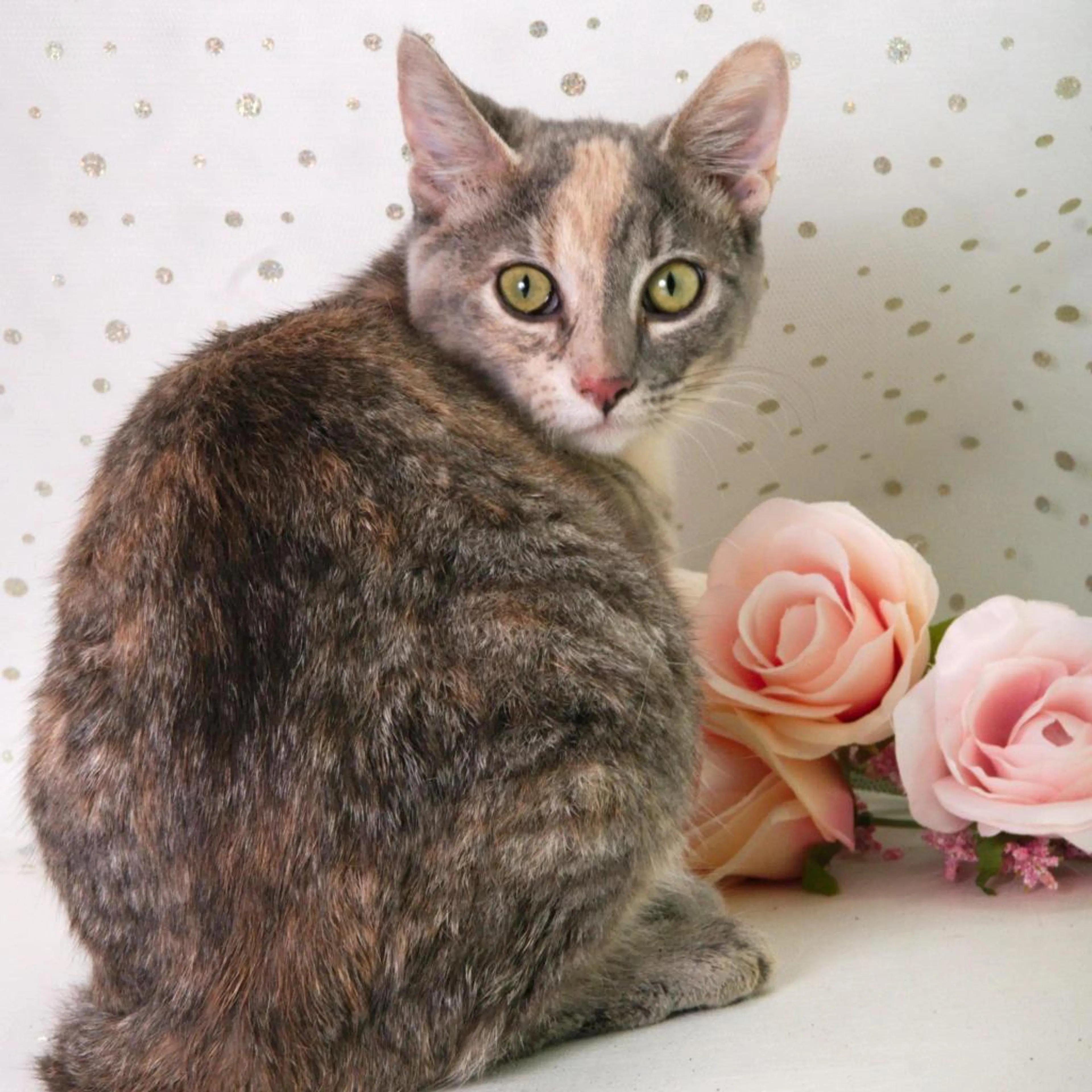 Found pet-13
