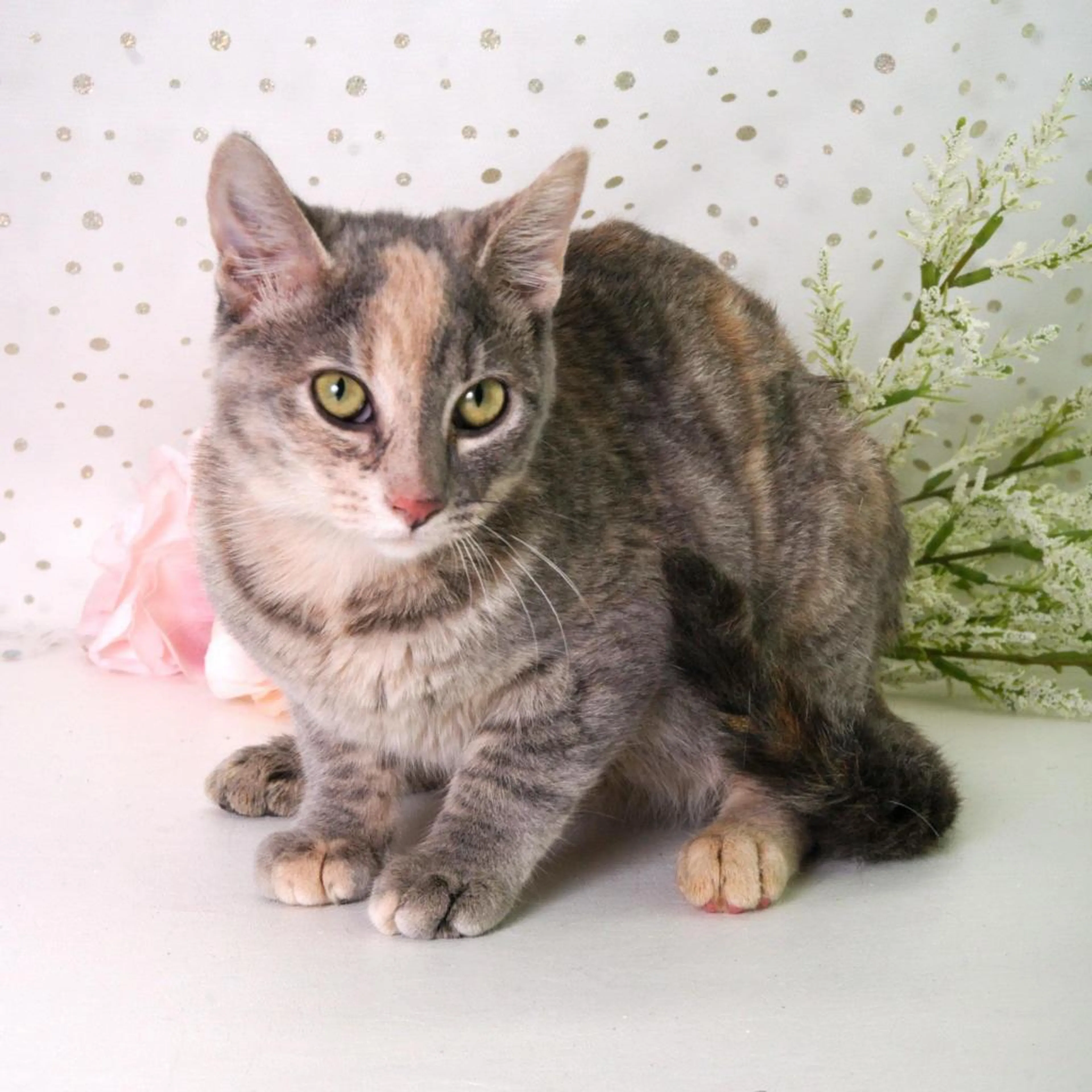 Found pet-11