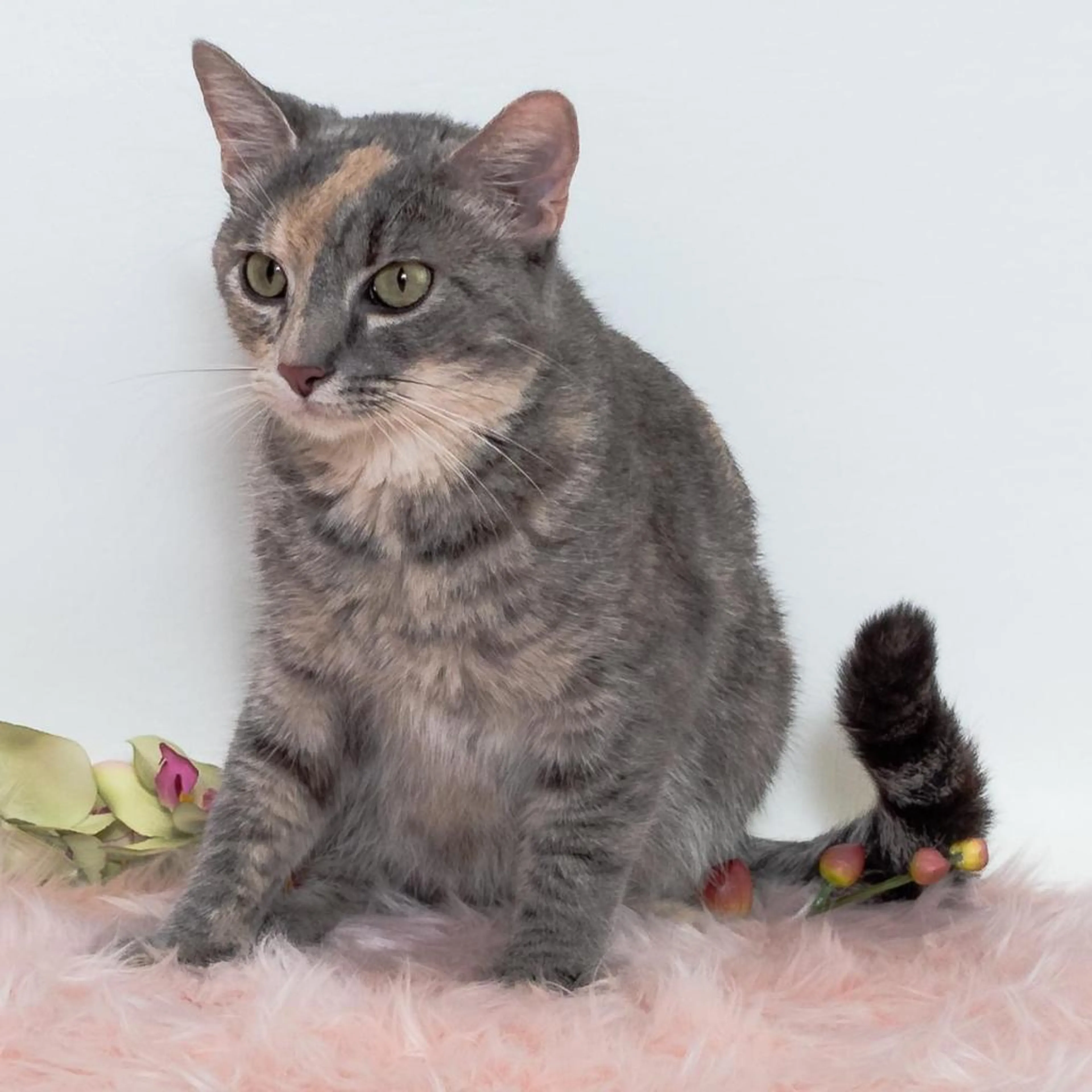 Found pet-4