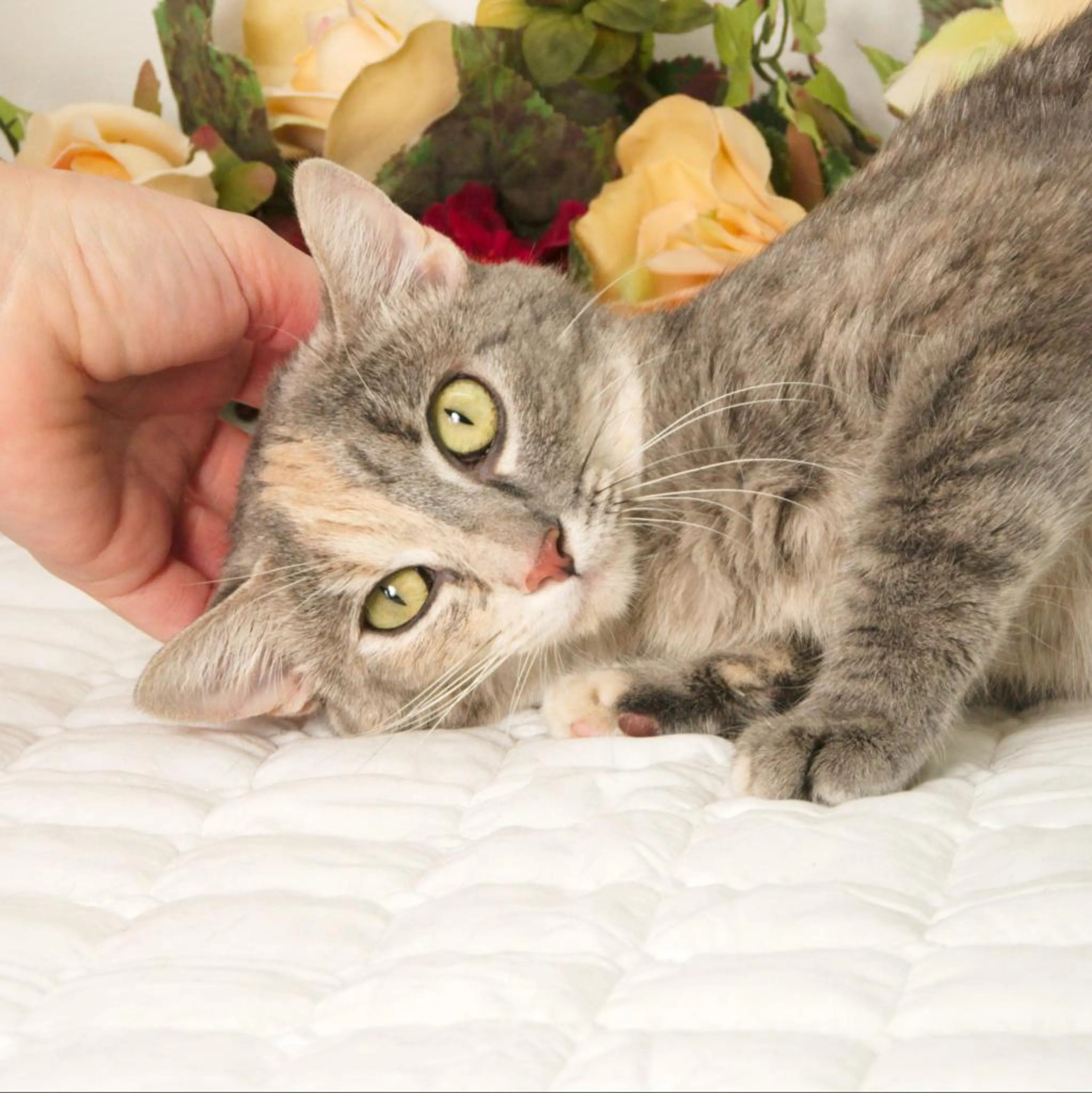 Found pet-7