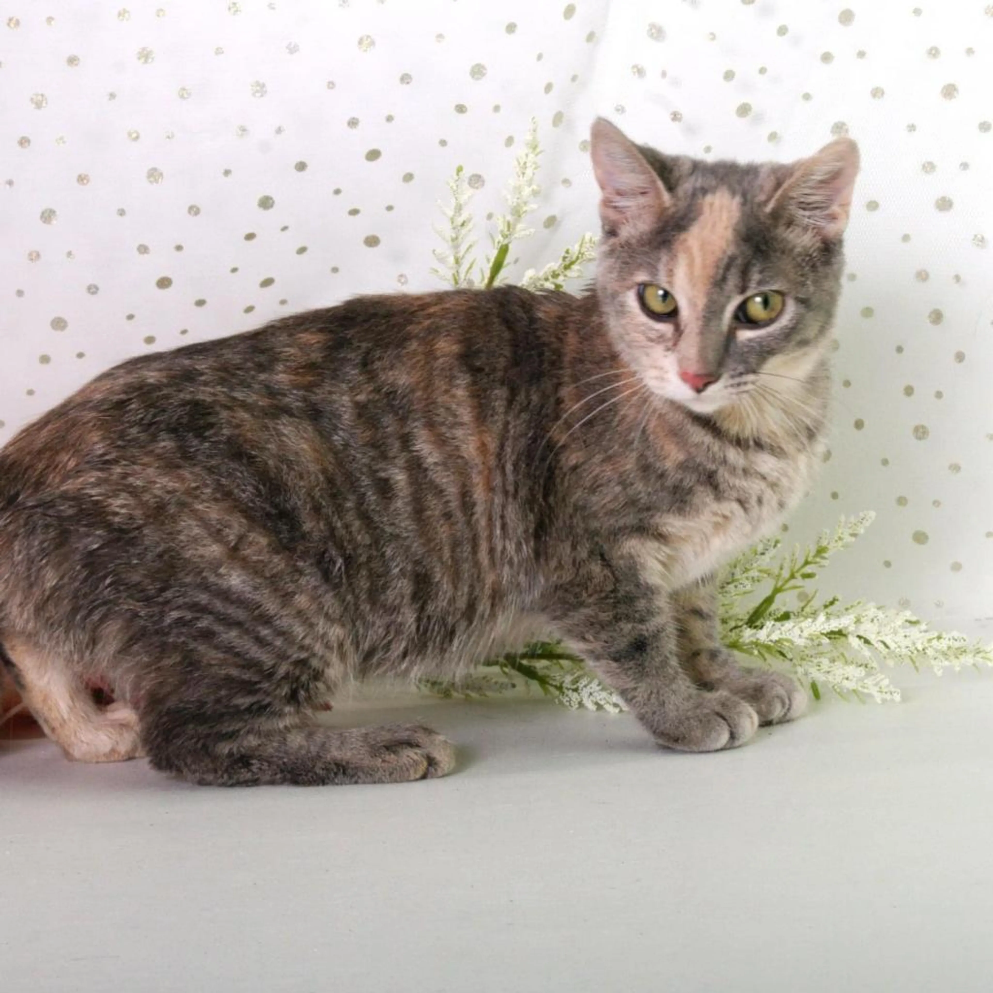 Found pet-10