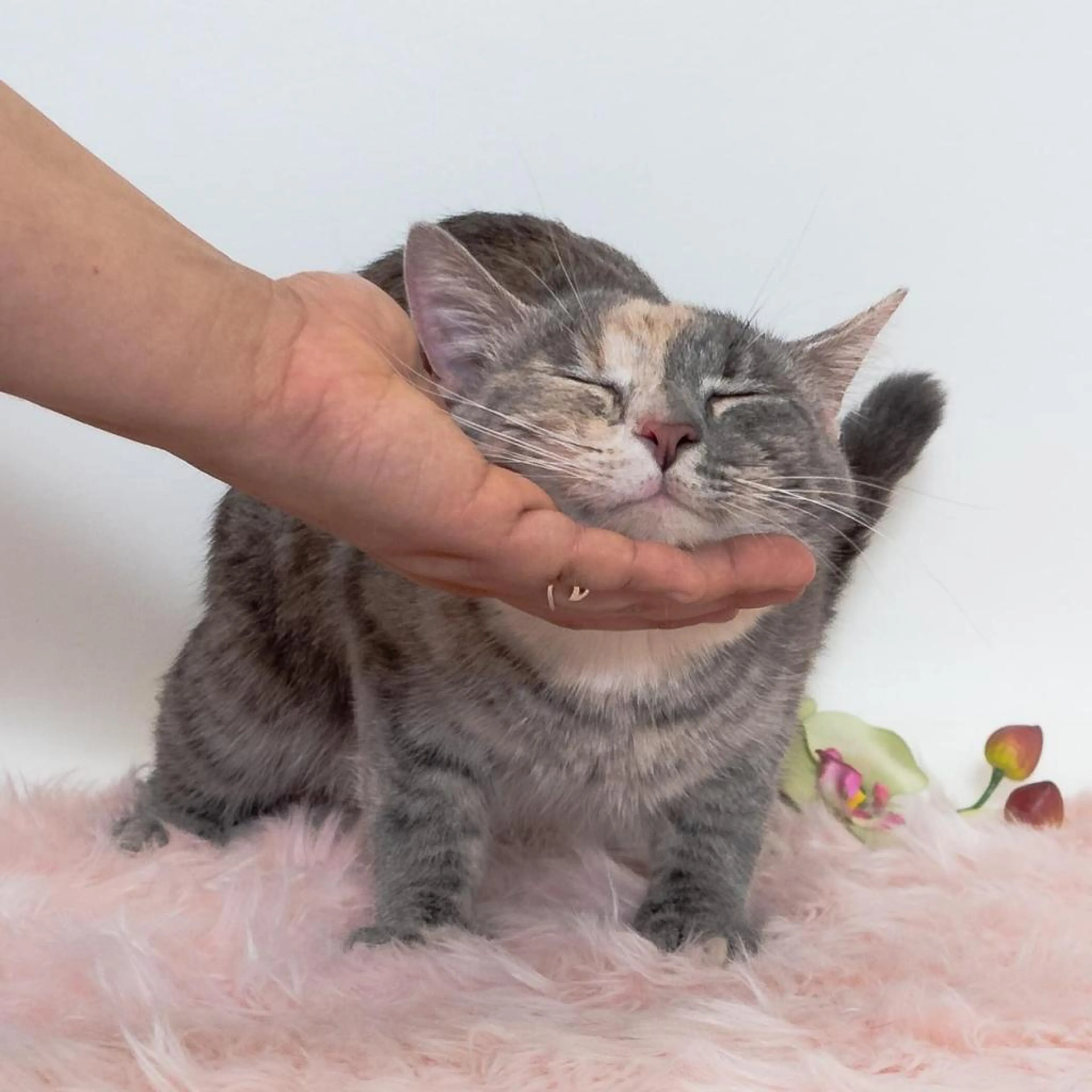 Found pet-5