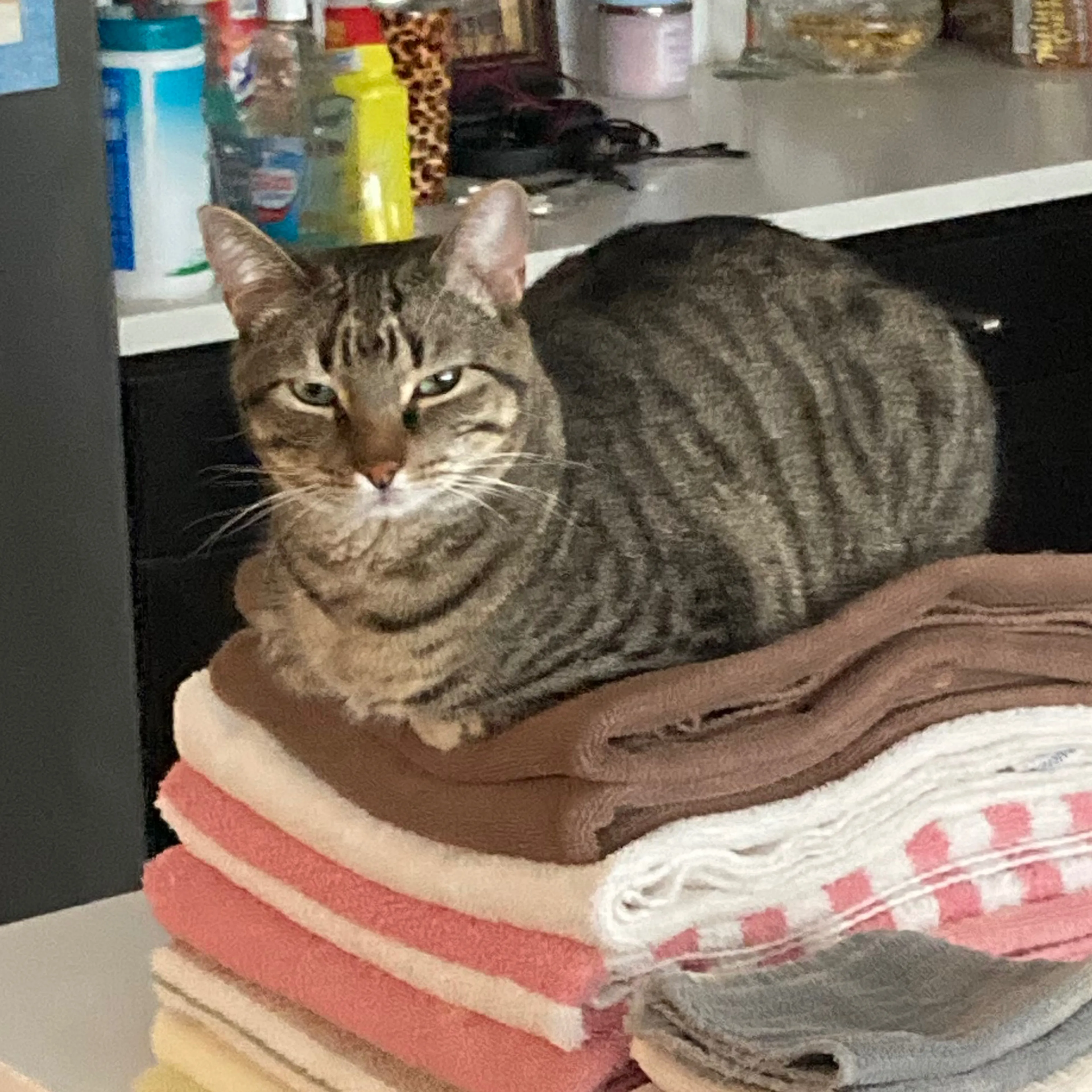 Lost pet-1