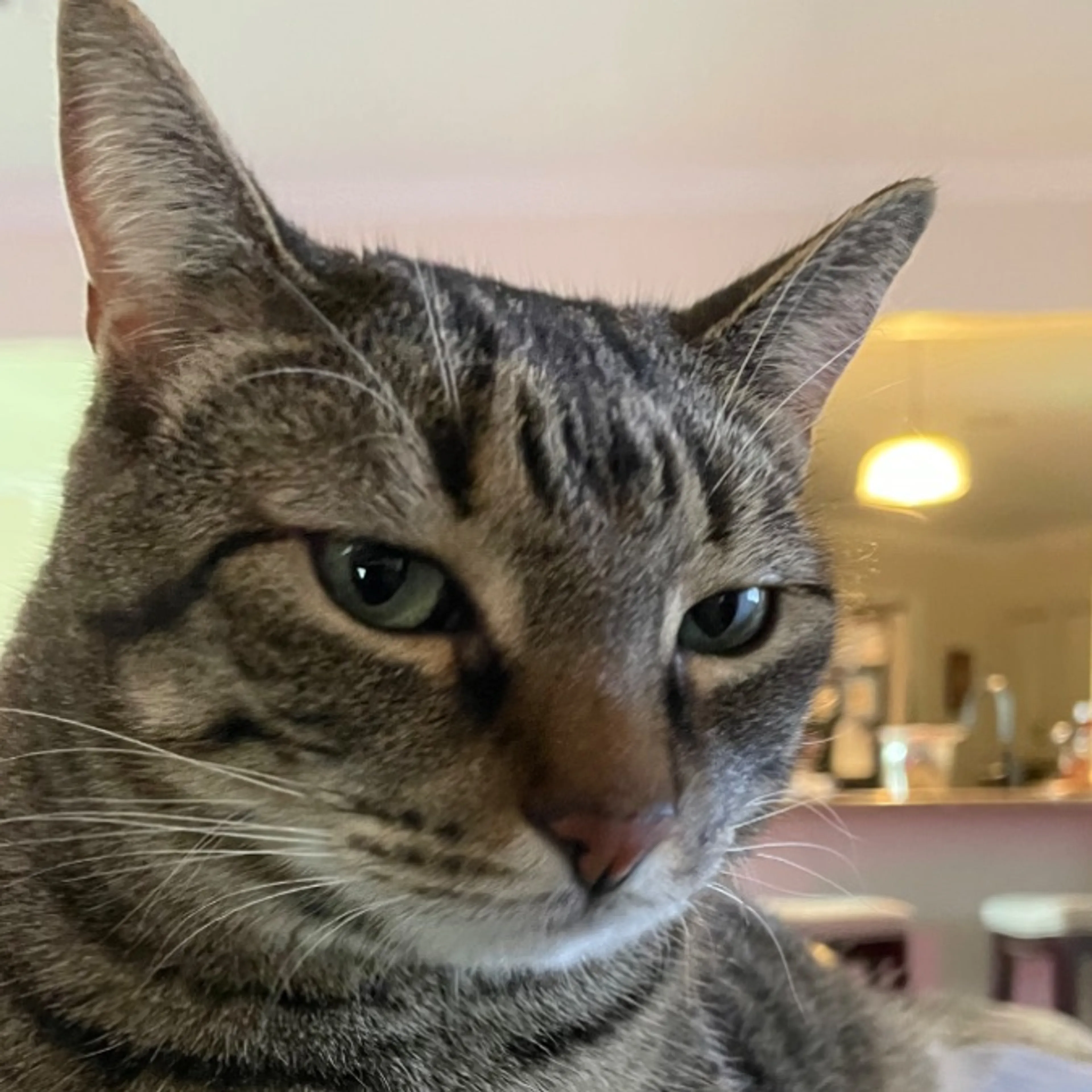 Lost pet-0