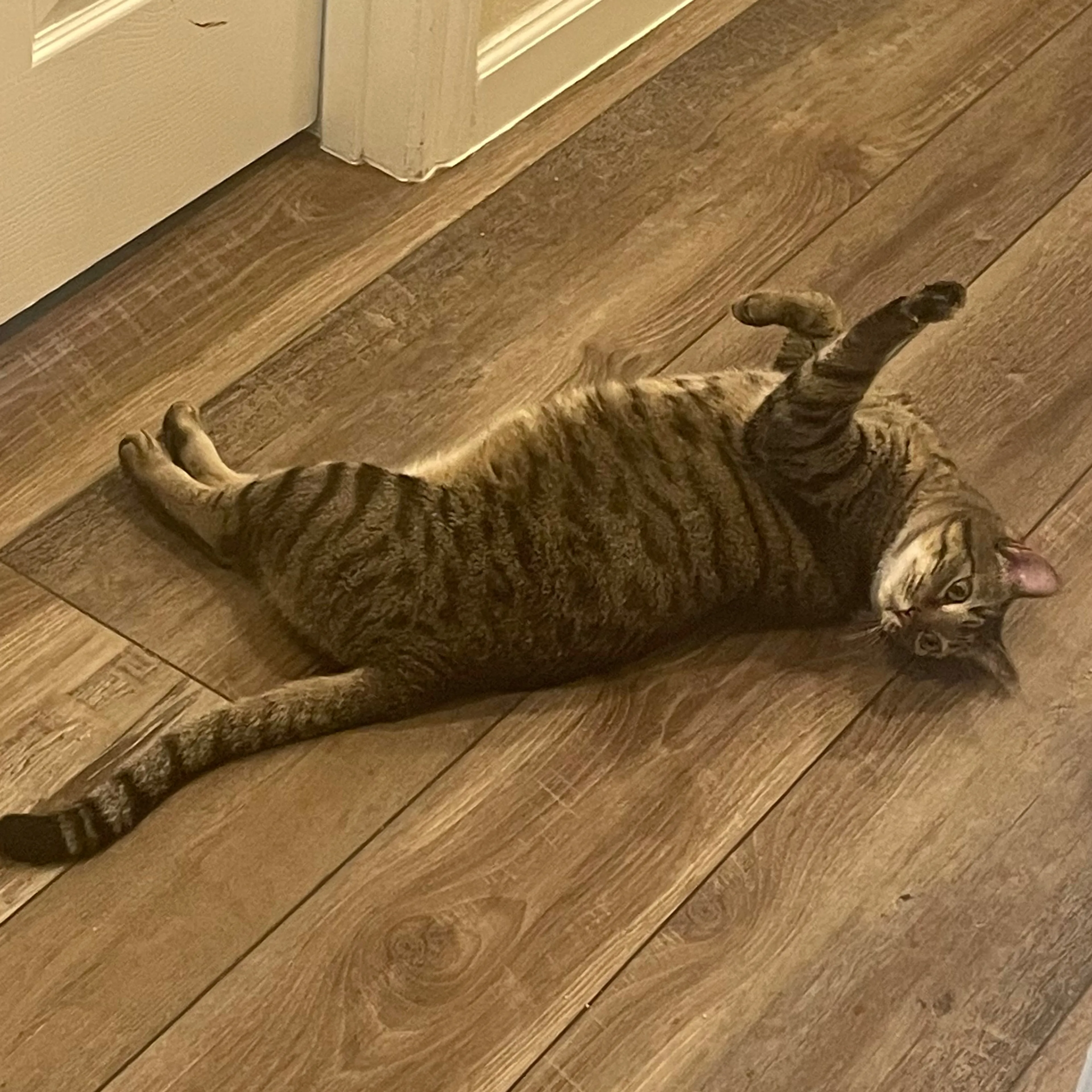 Lost pet-2