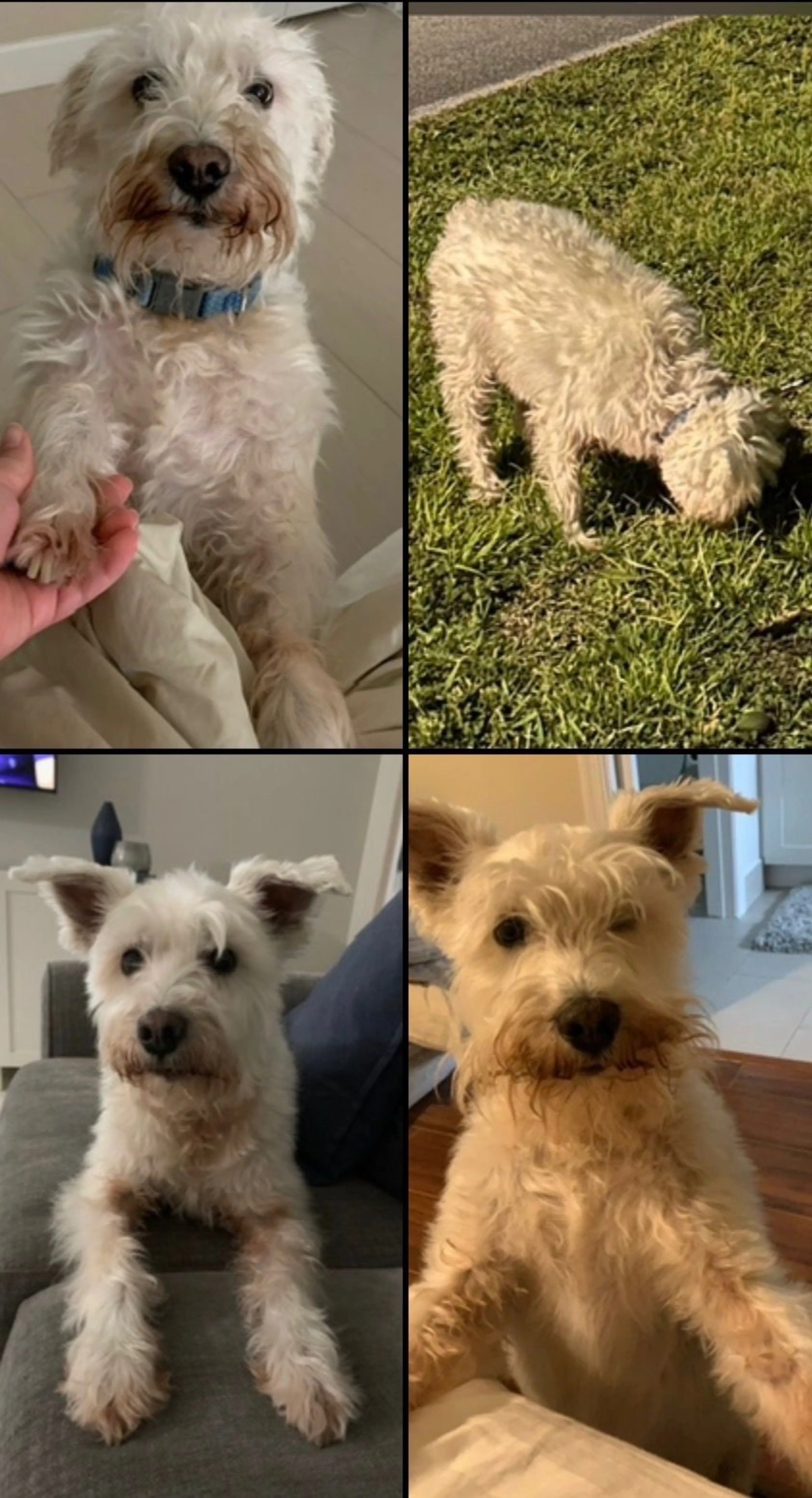 Lost pet