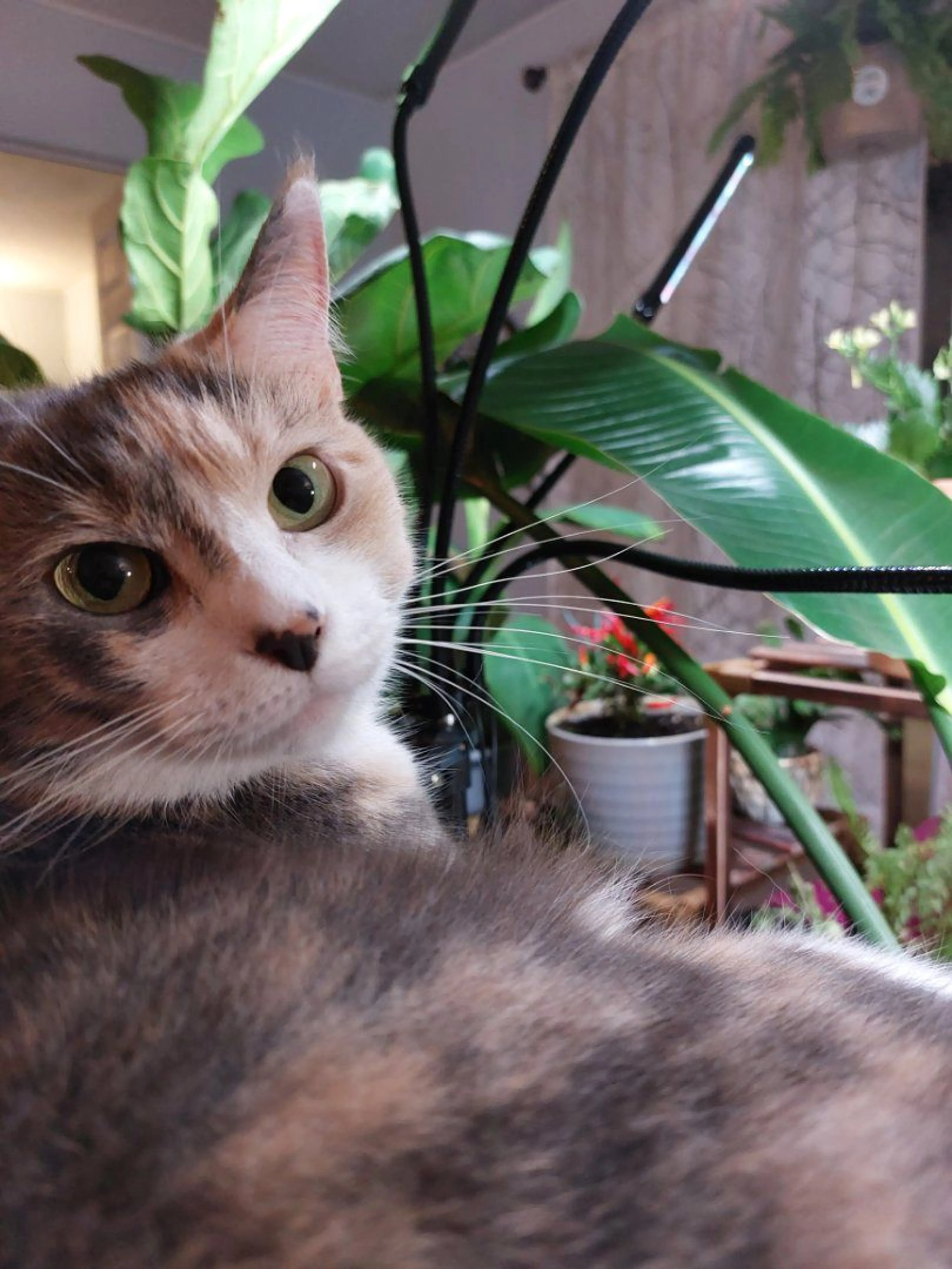 Lost pet-1