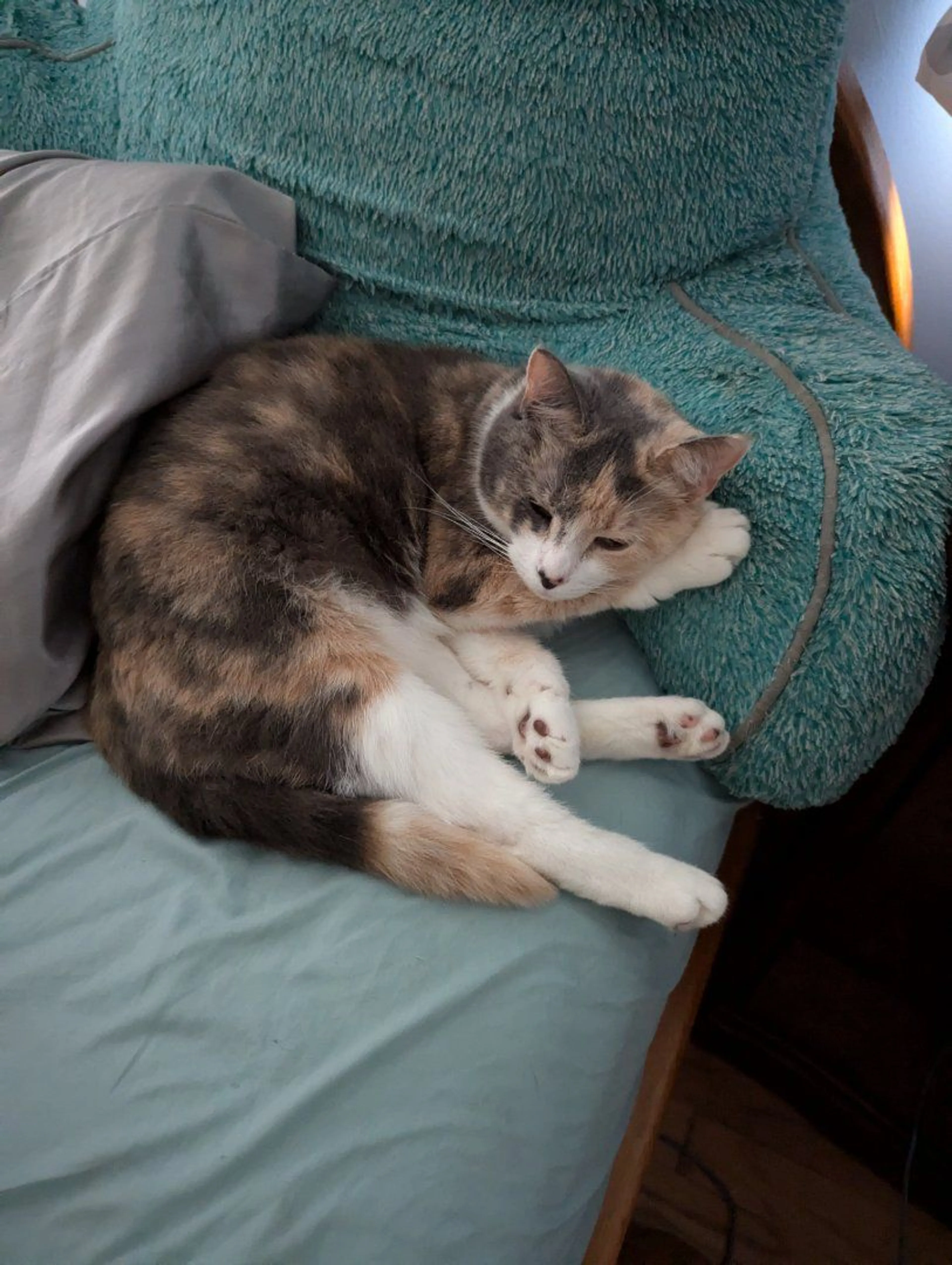 Lost pet-3