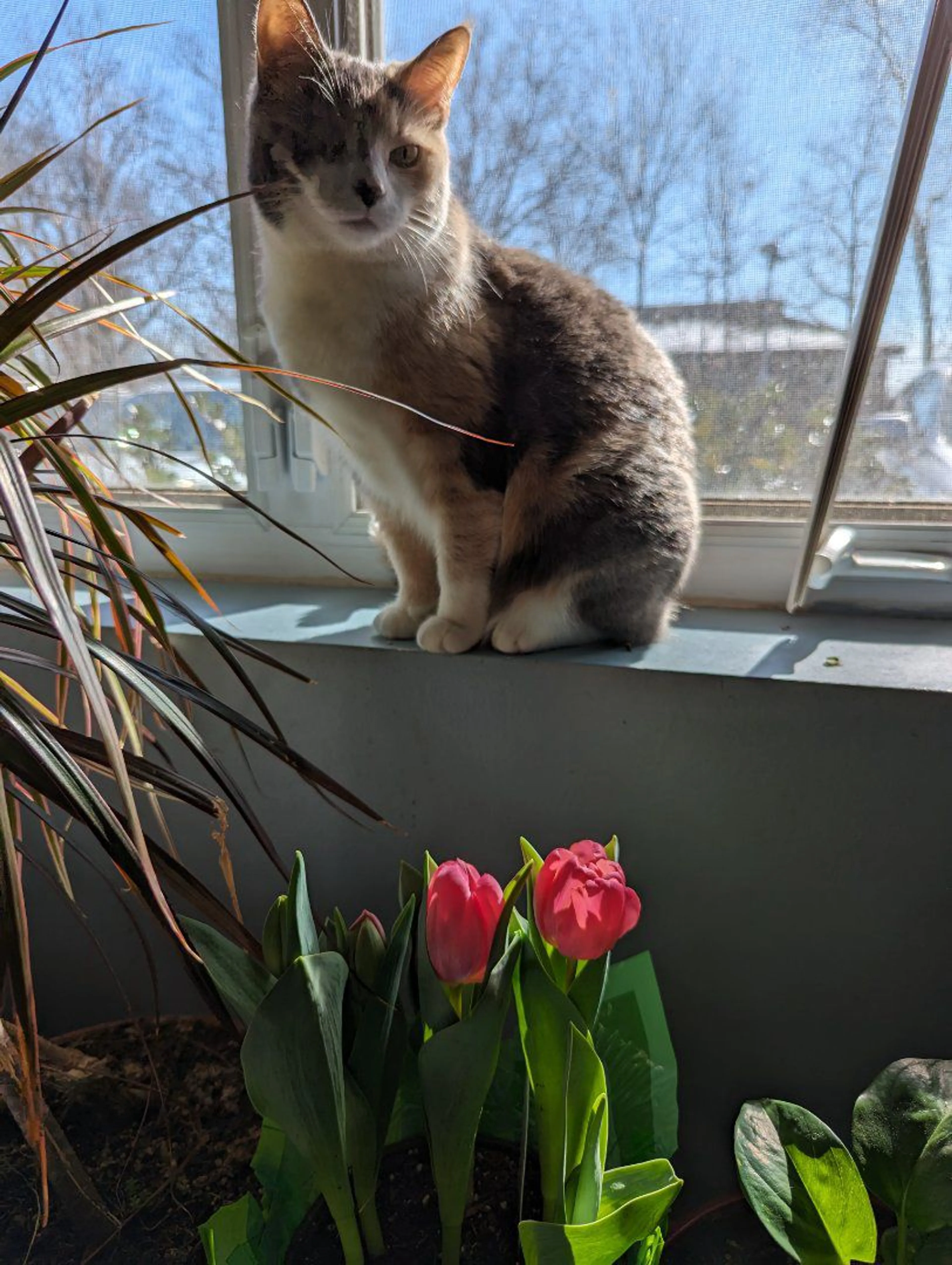 Lost pet-2