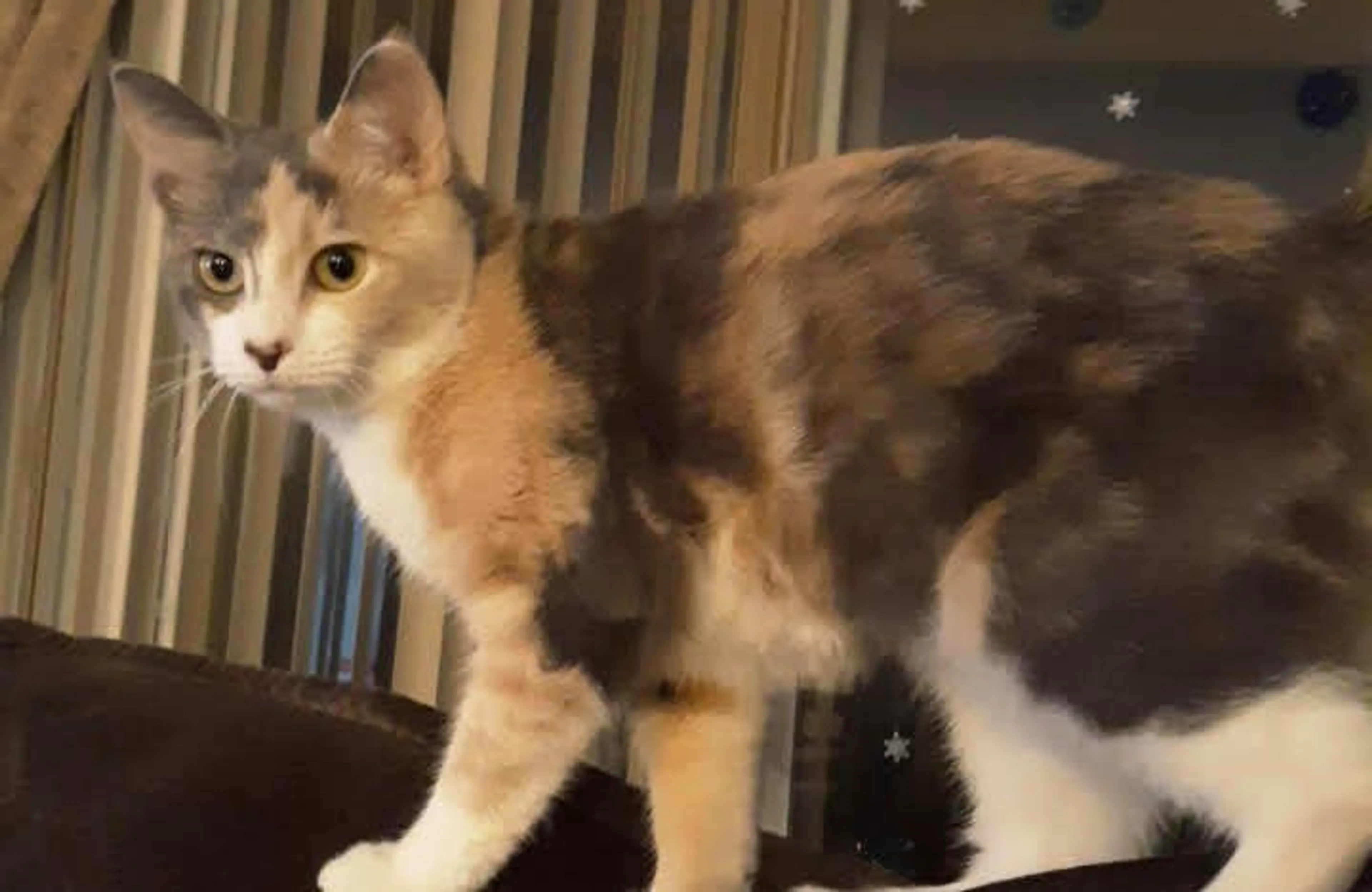 Lost pet-0