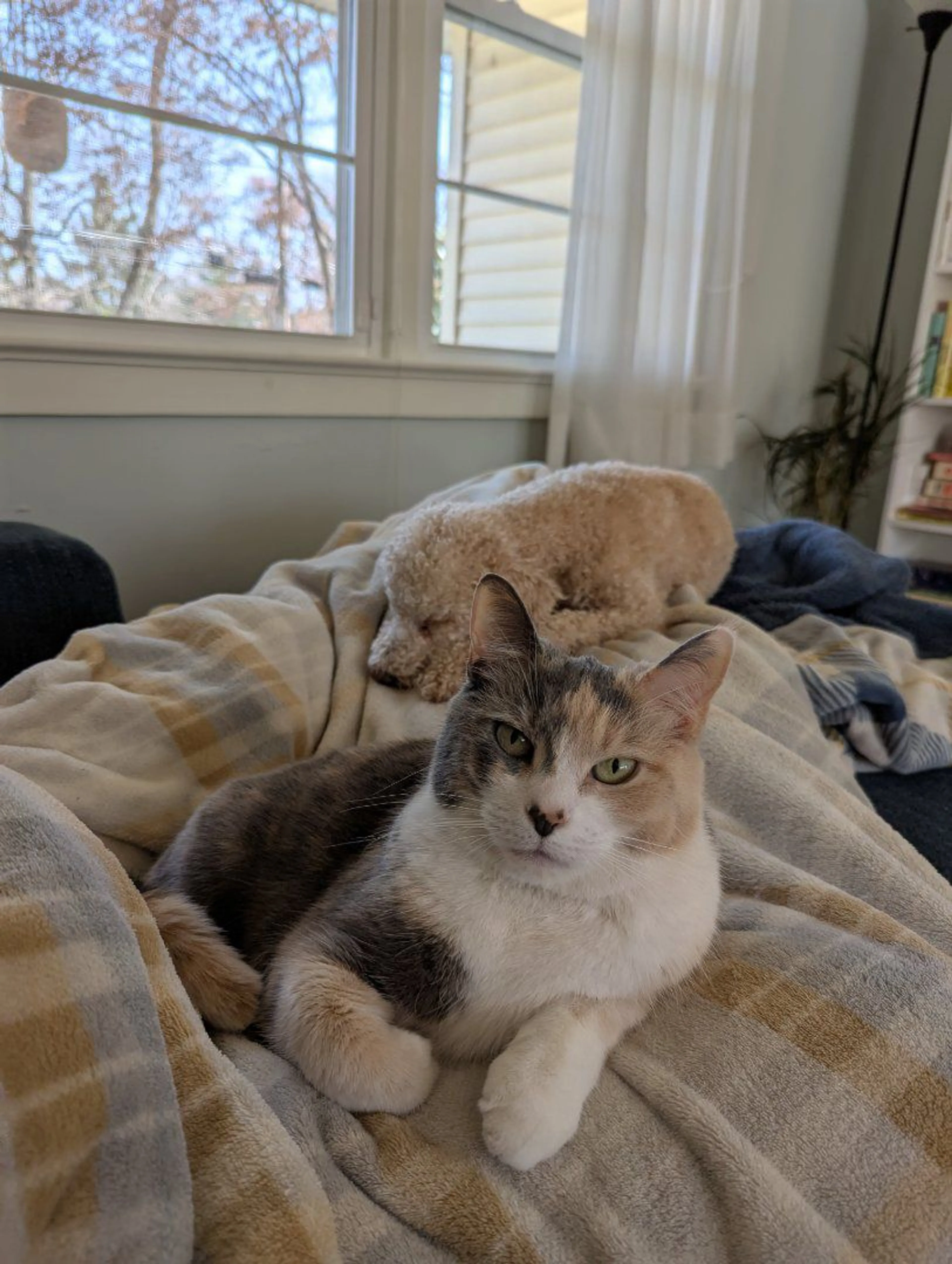 Lost pet-4