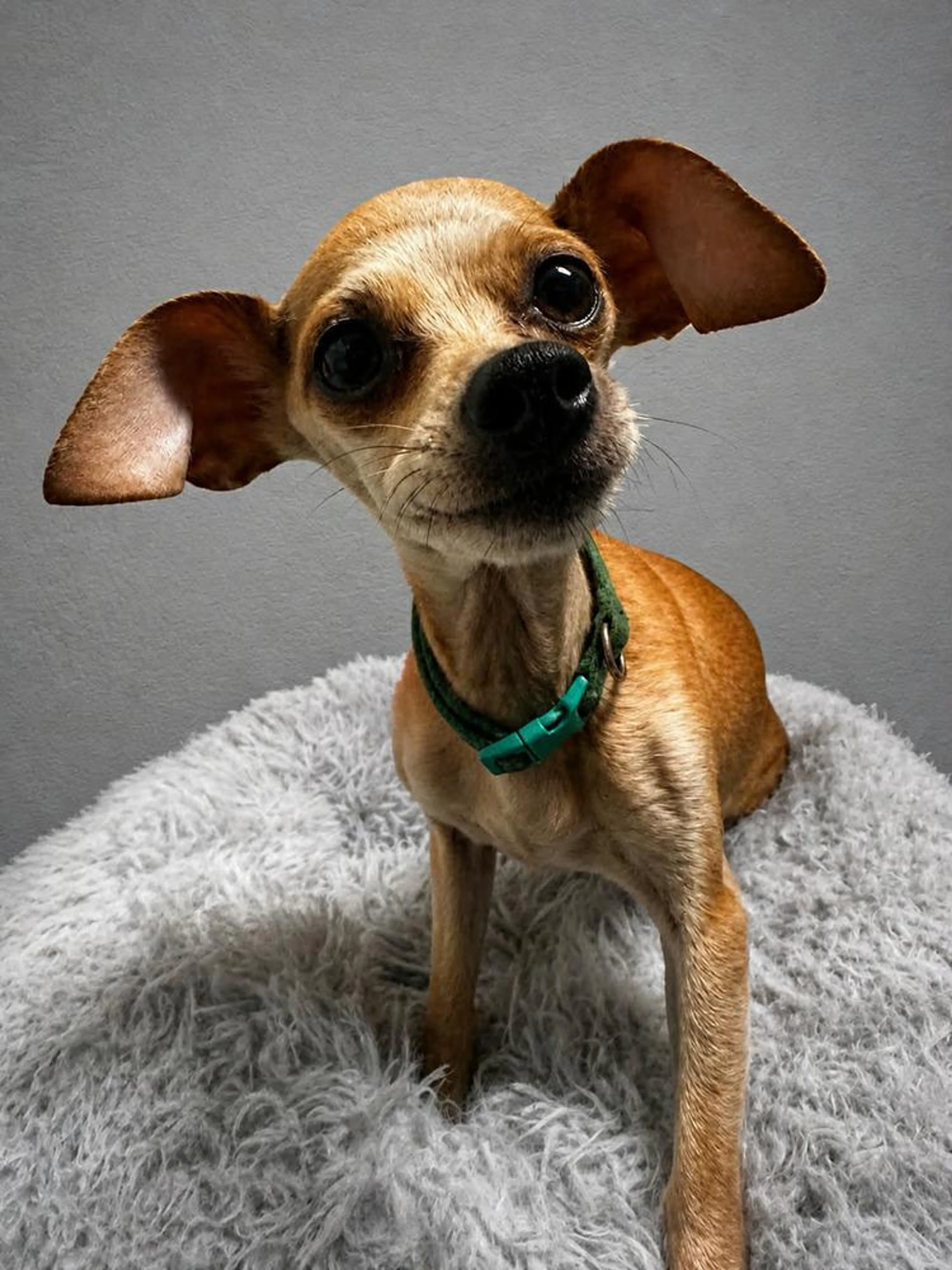 Found pet