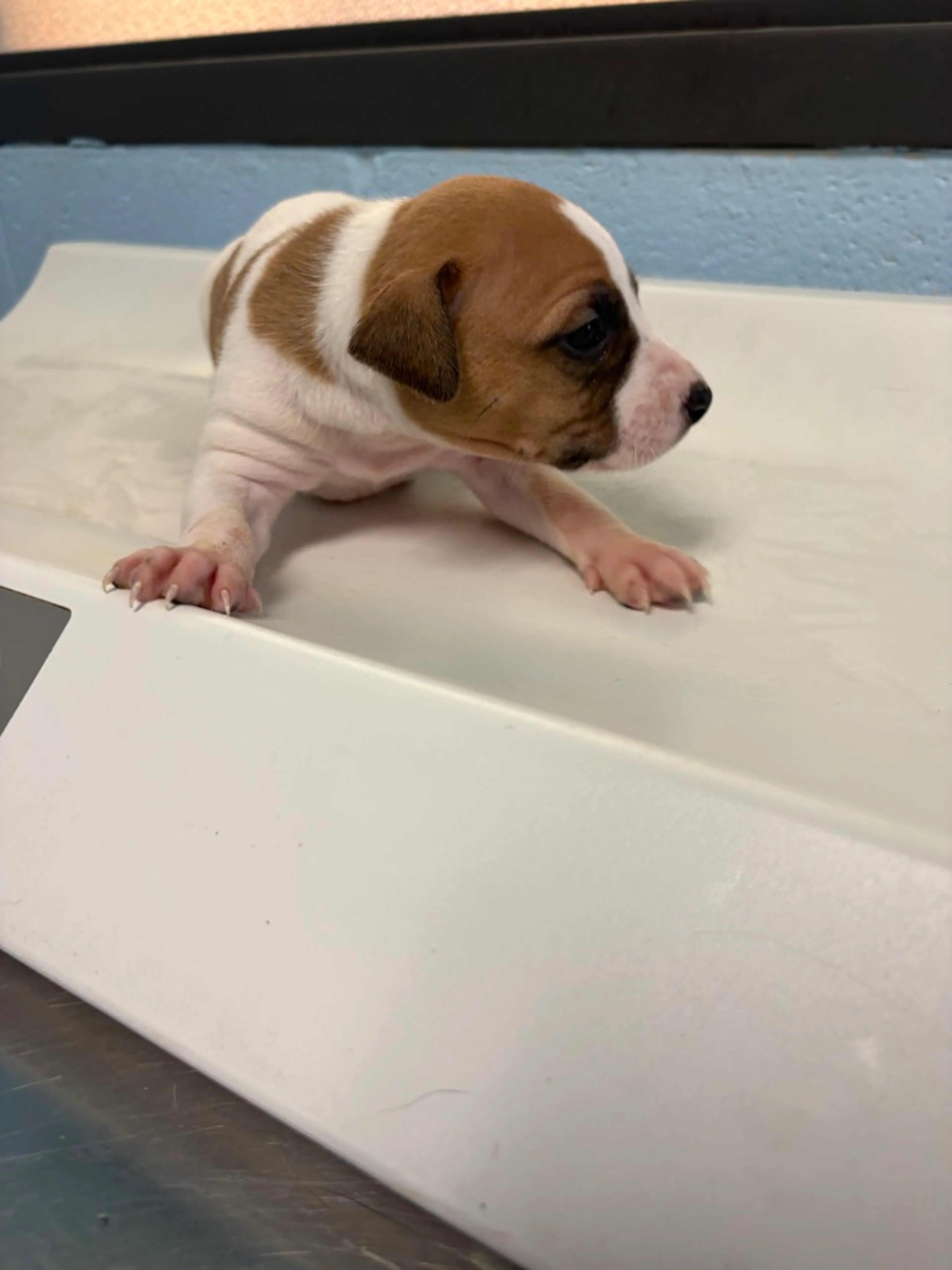 Found pet