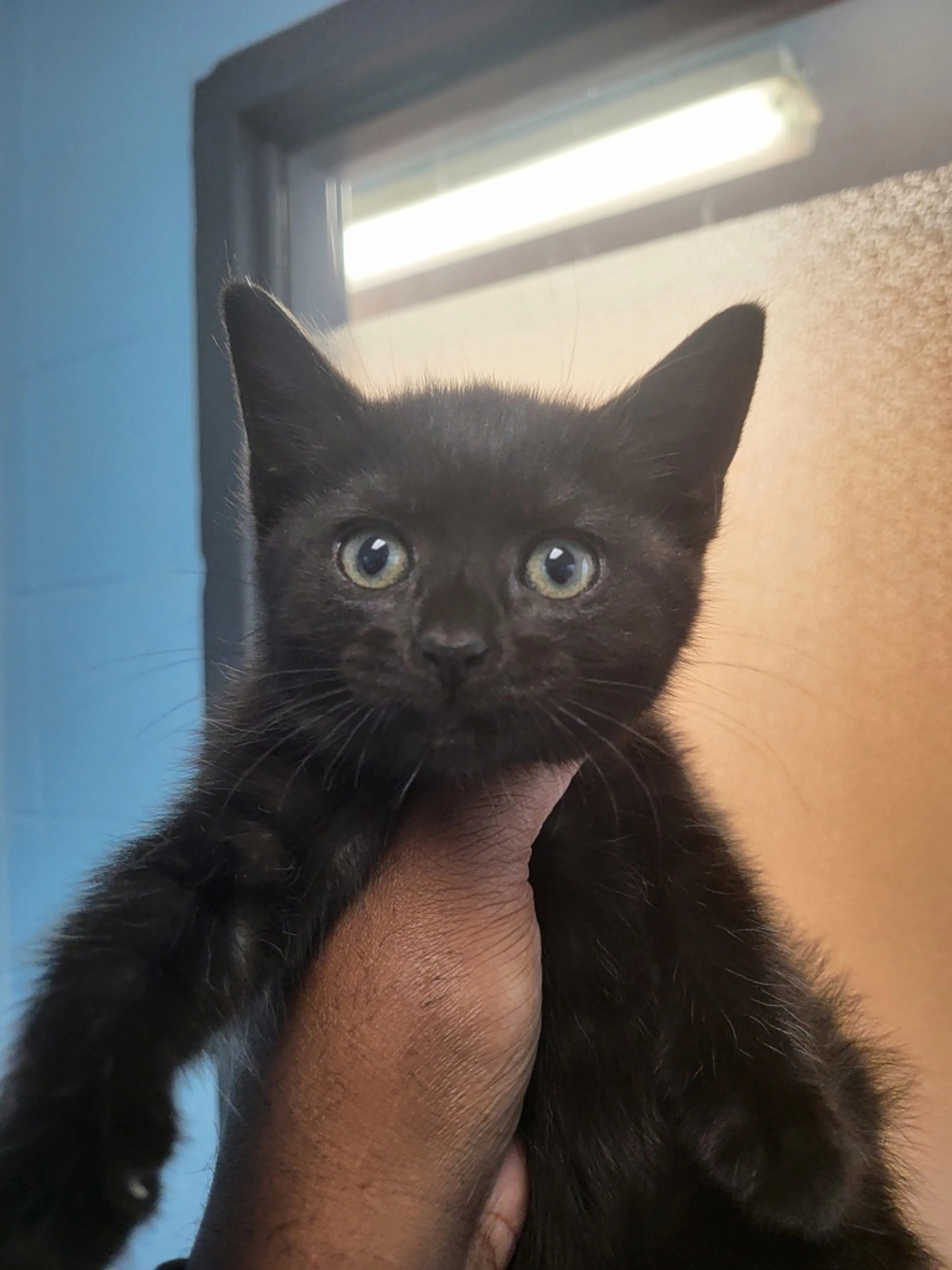 Found pet