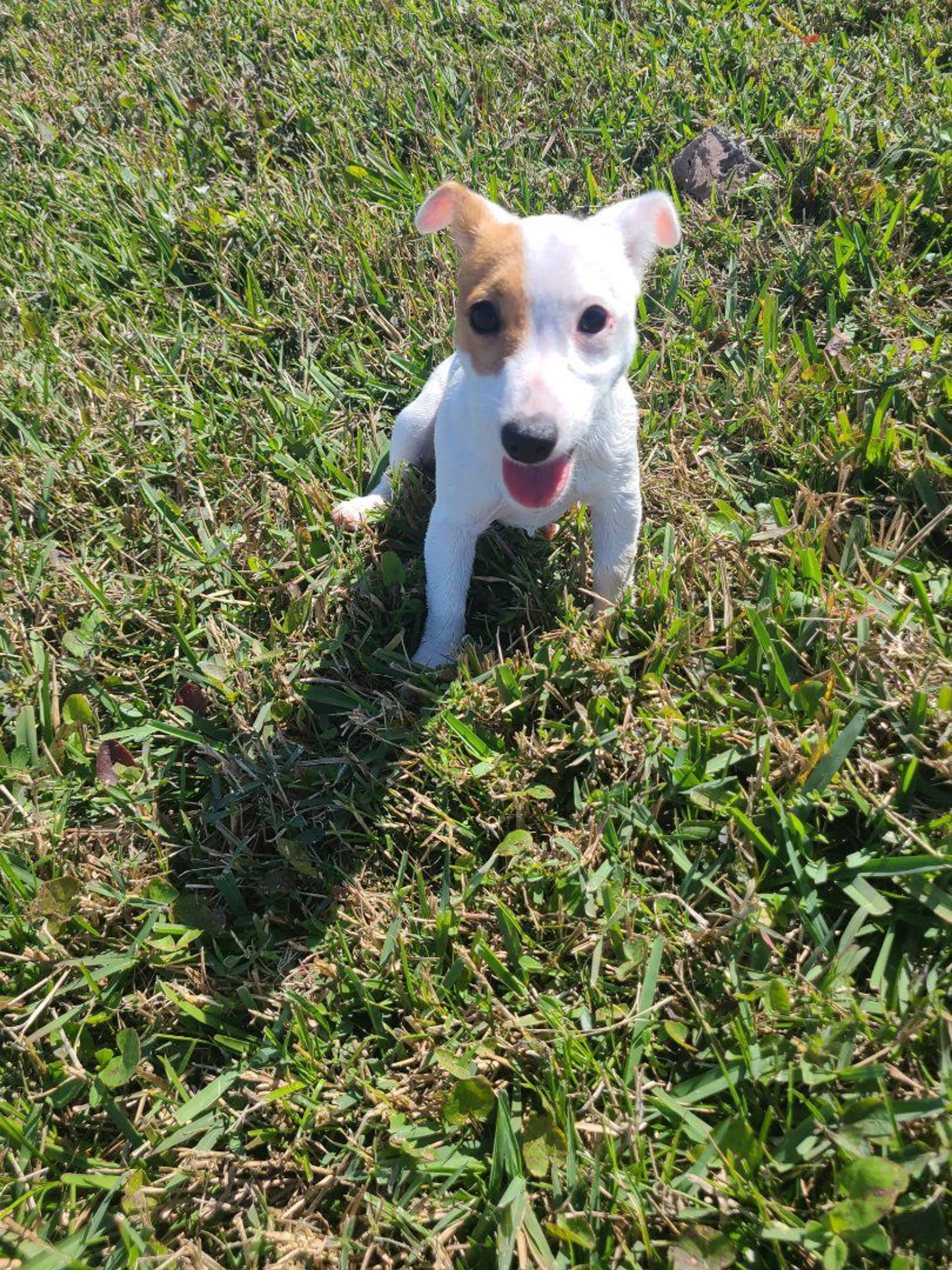 Lost pet