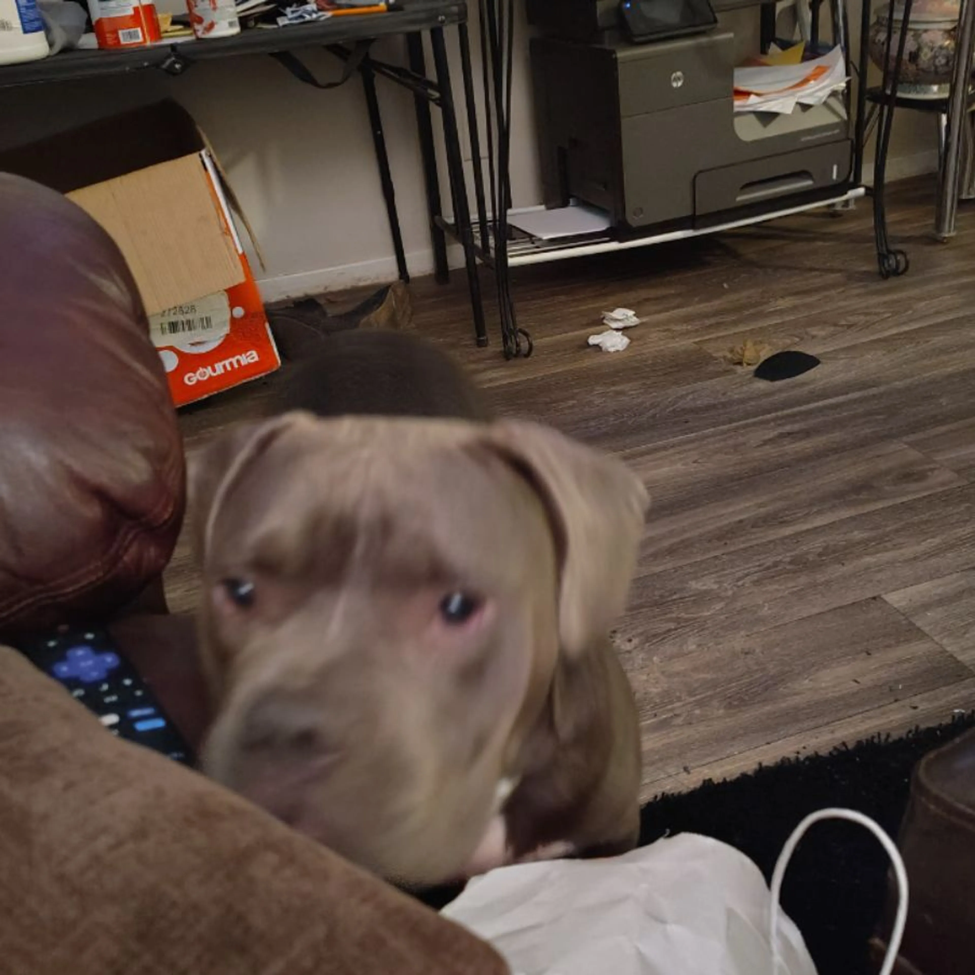 Lost pet-0