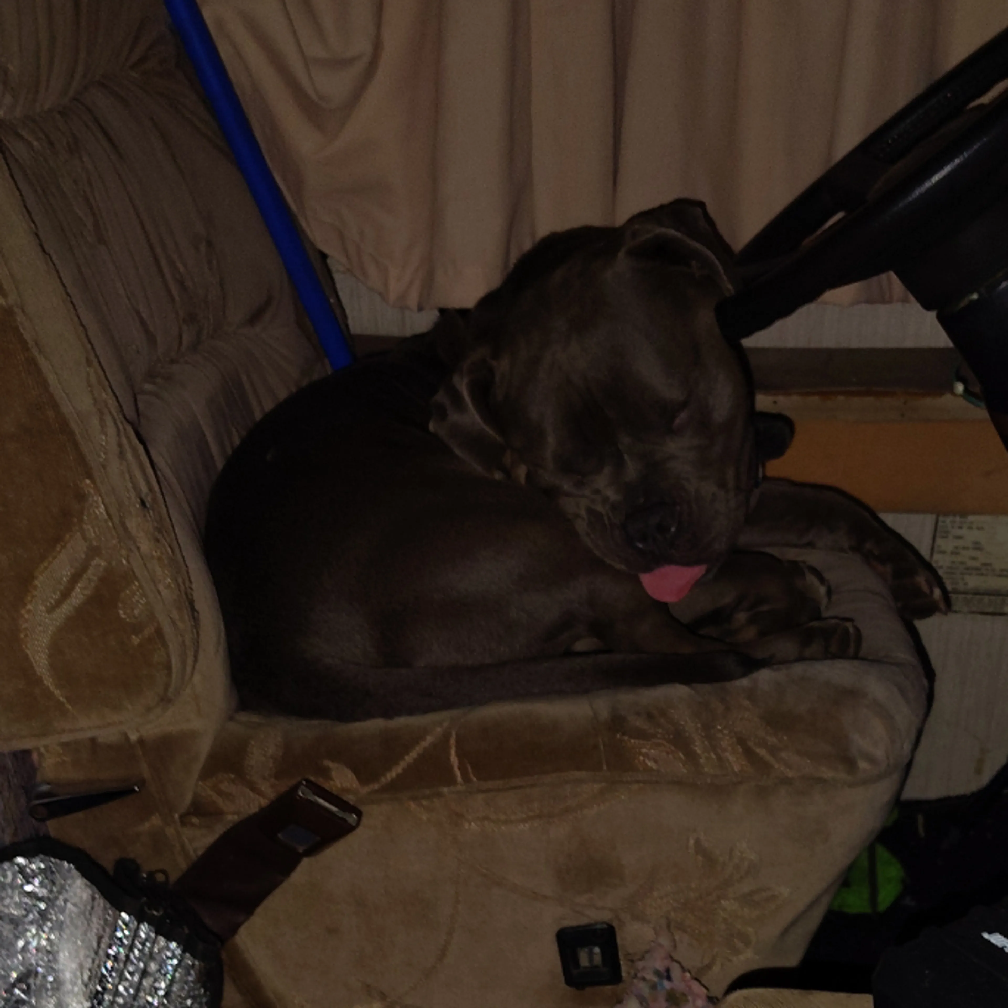 Lost pet-3