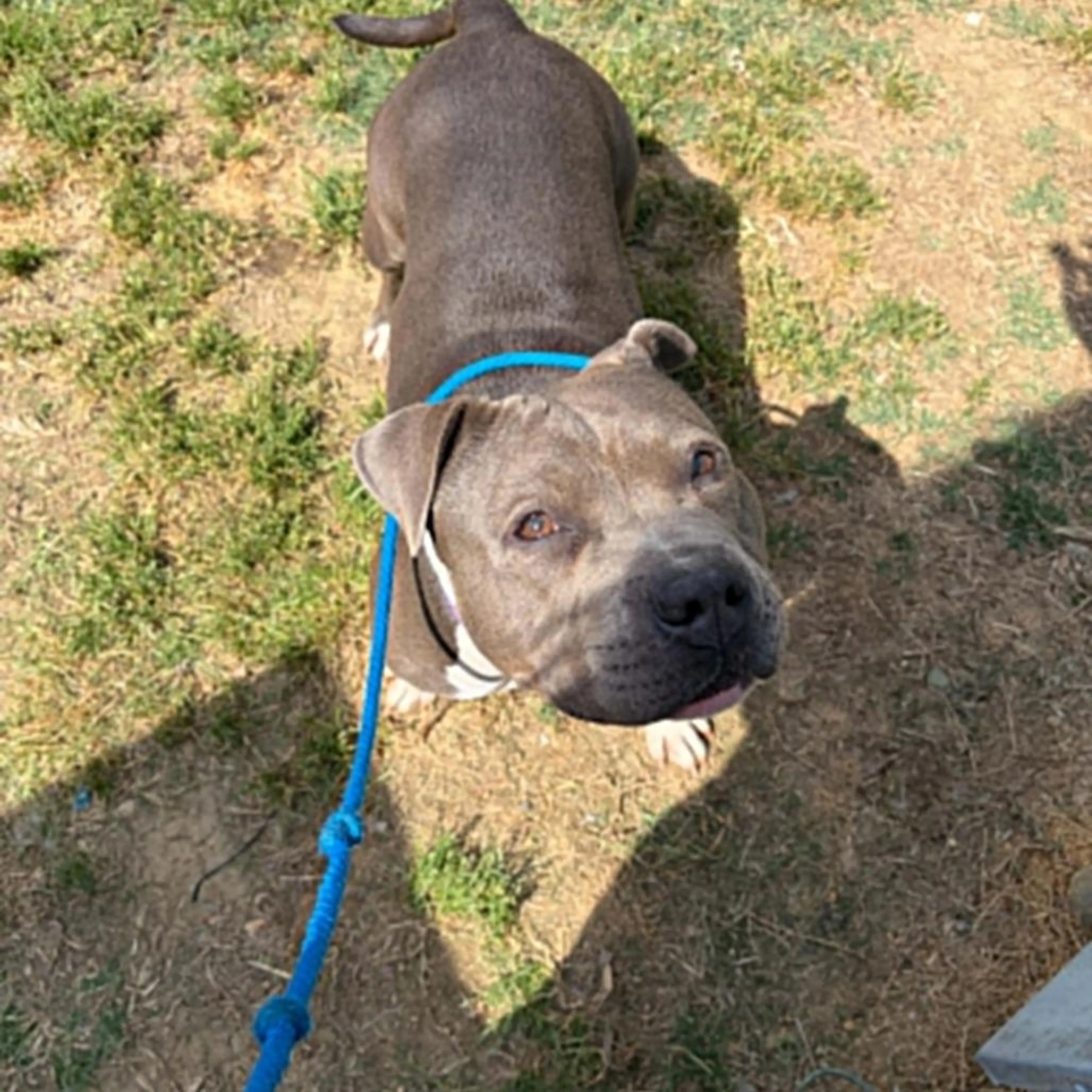Found pet-3