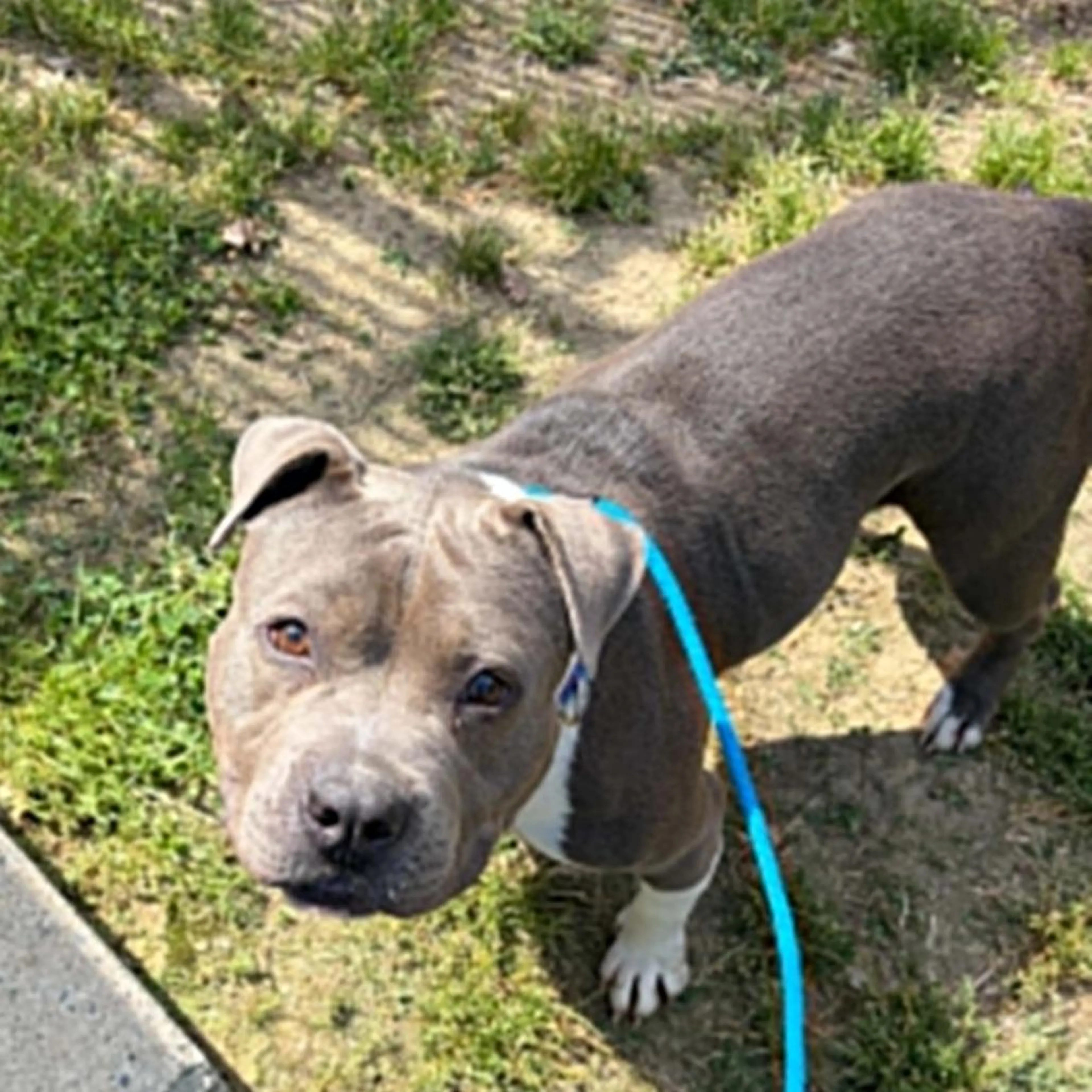Found pet-2