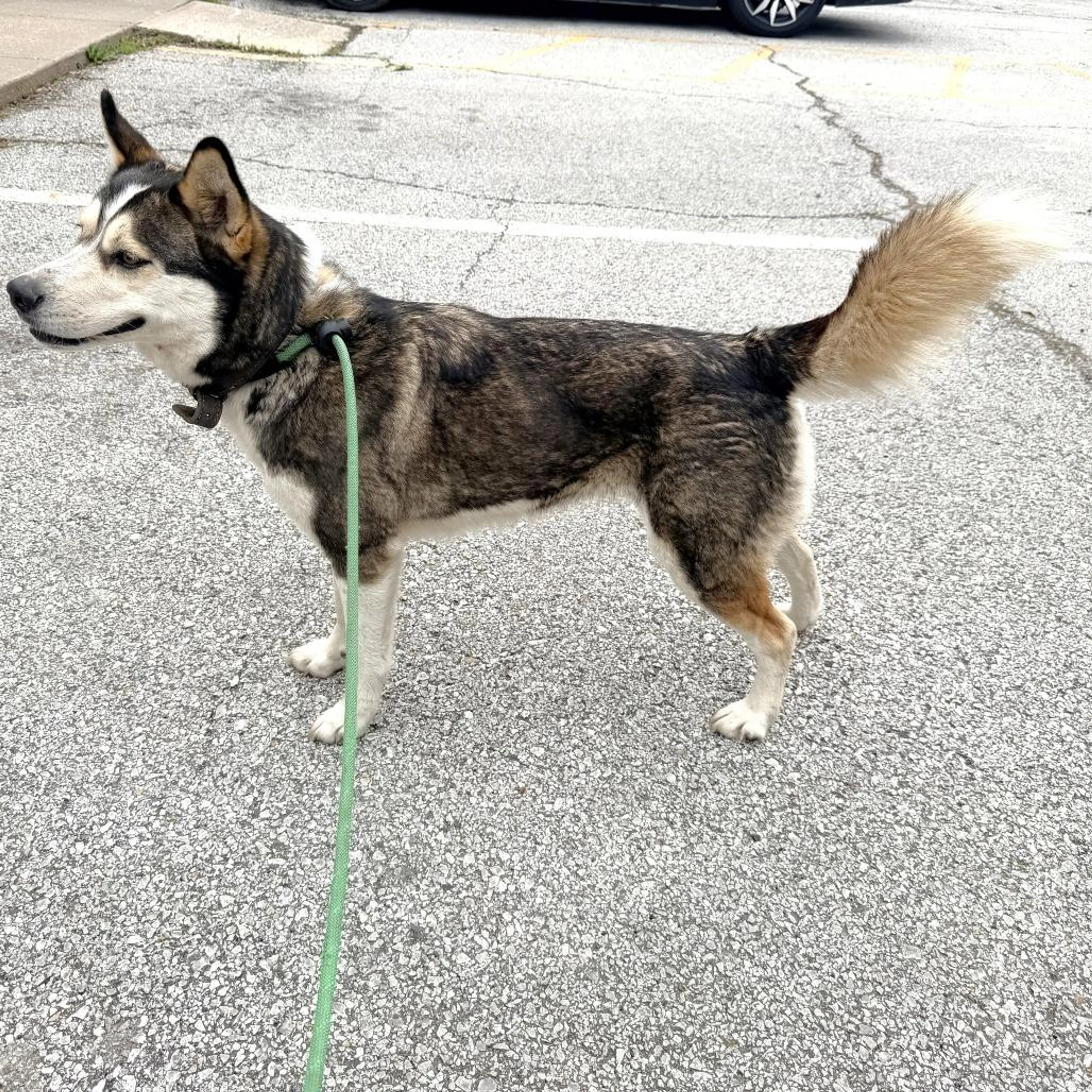 Found pet