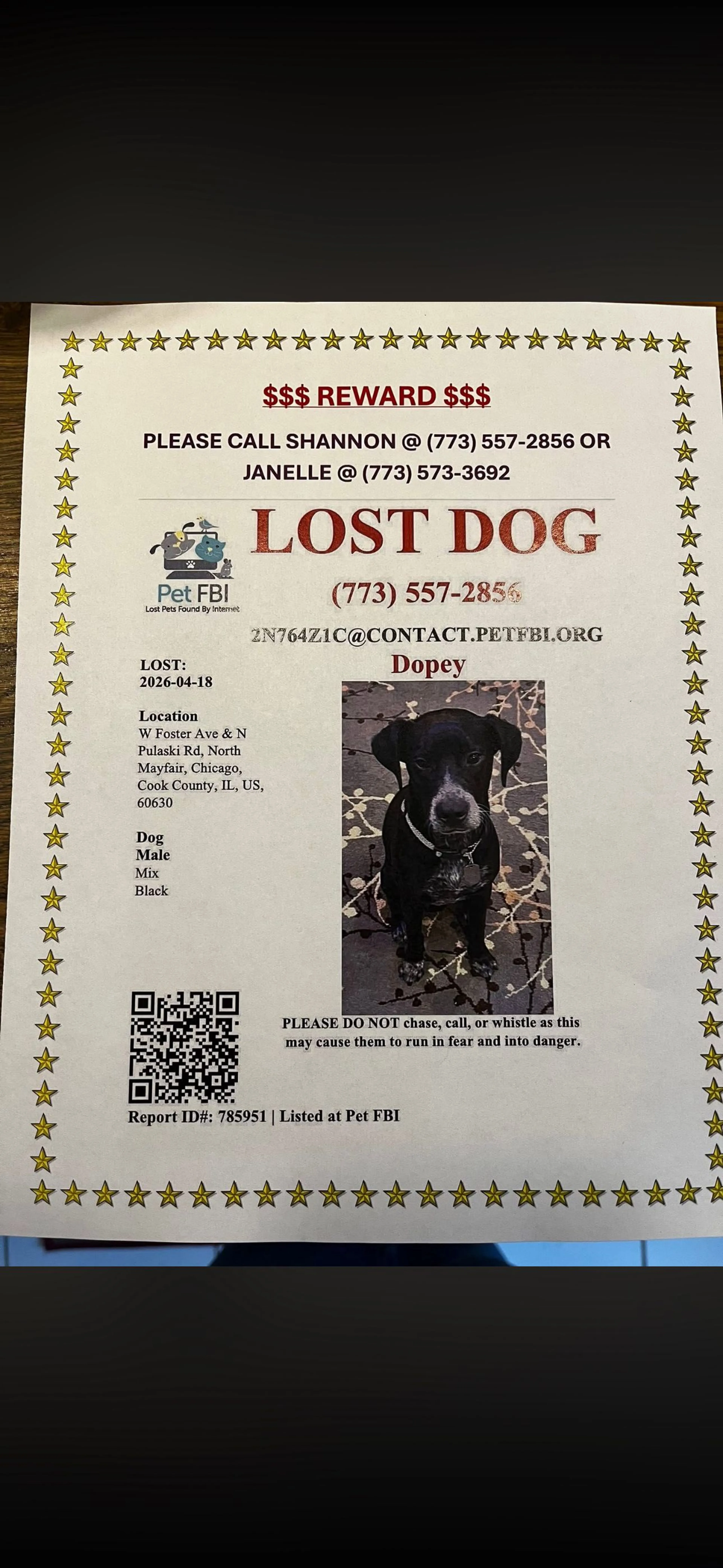 Lost pet