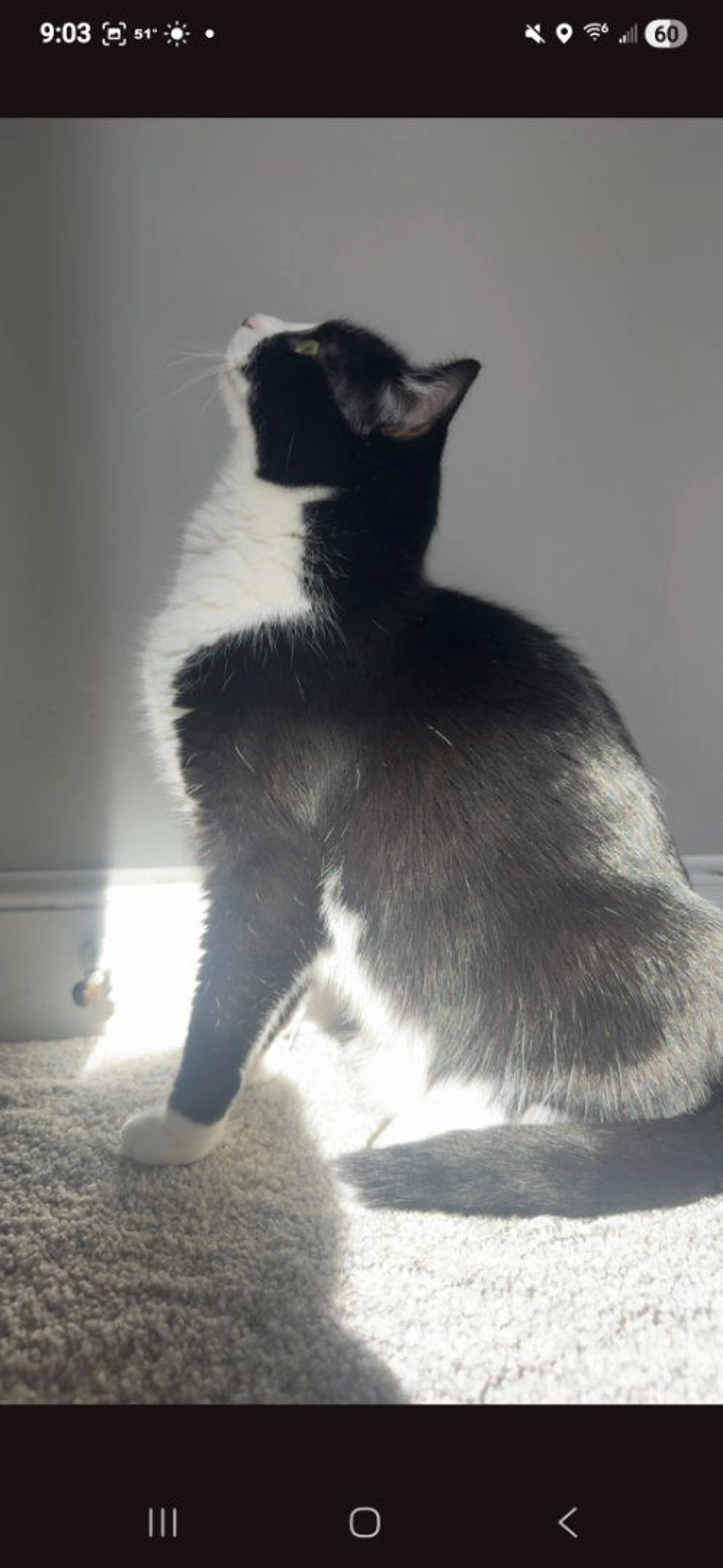 Lost pet-1