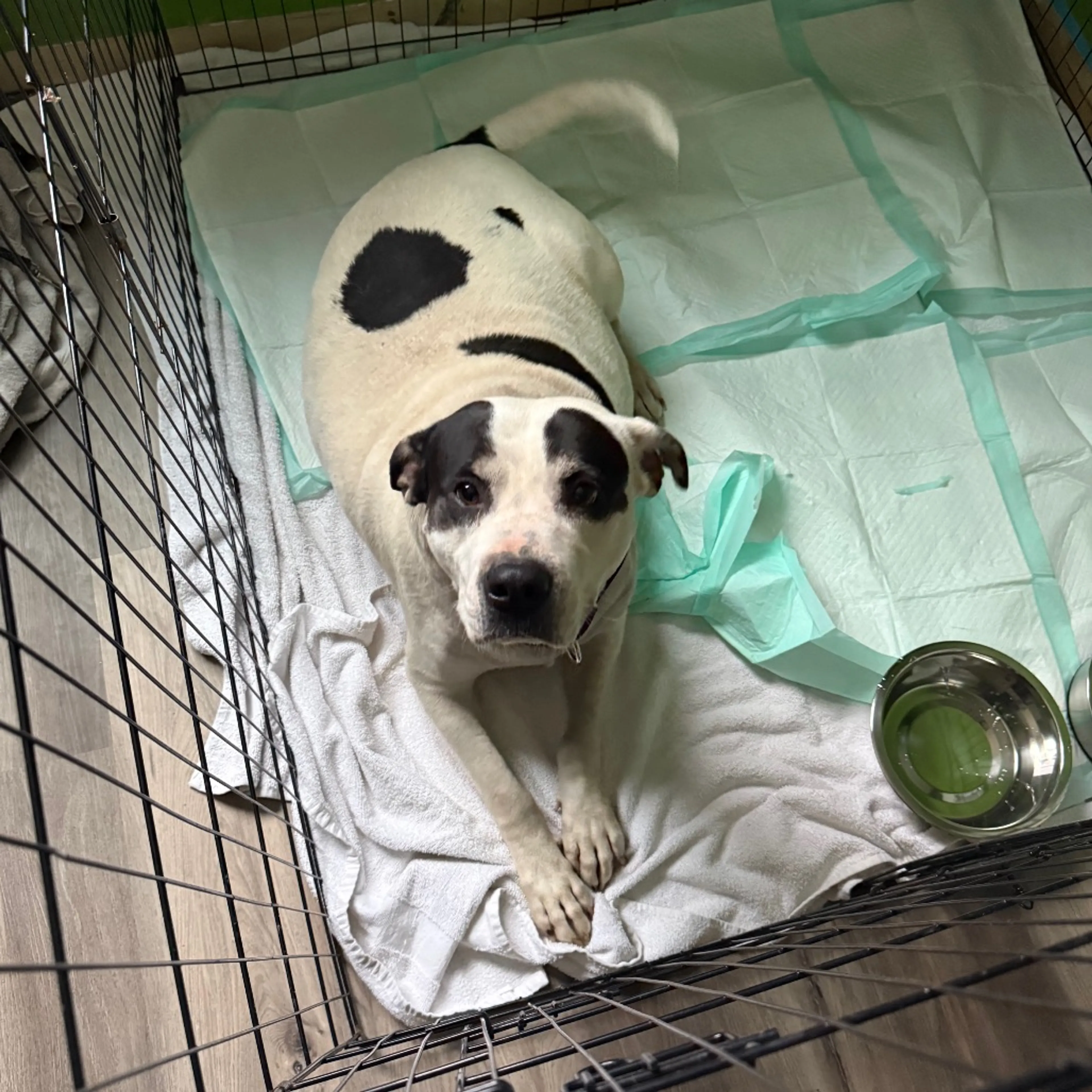 Found pet-1