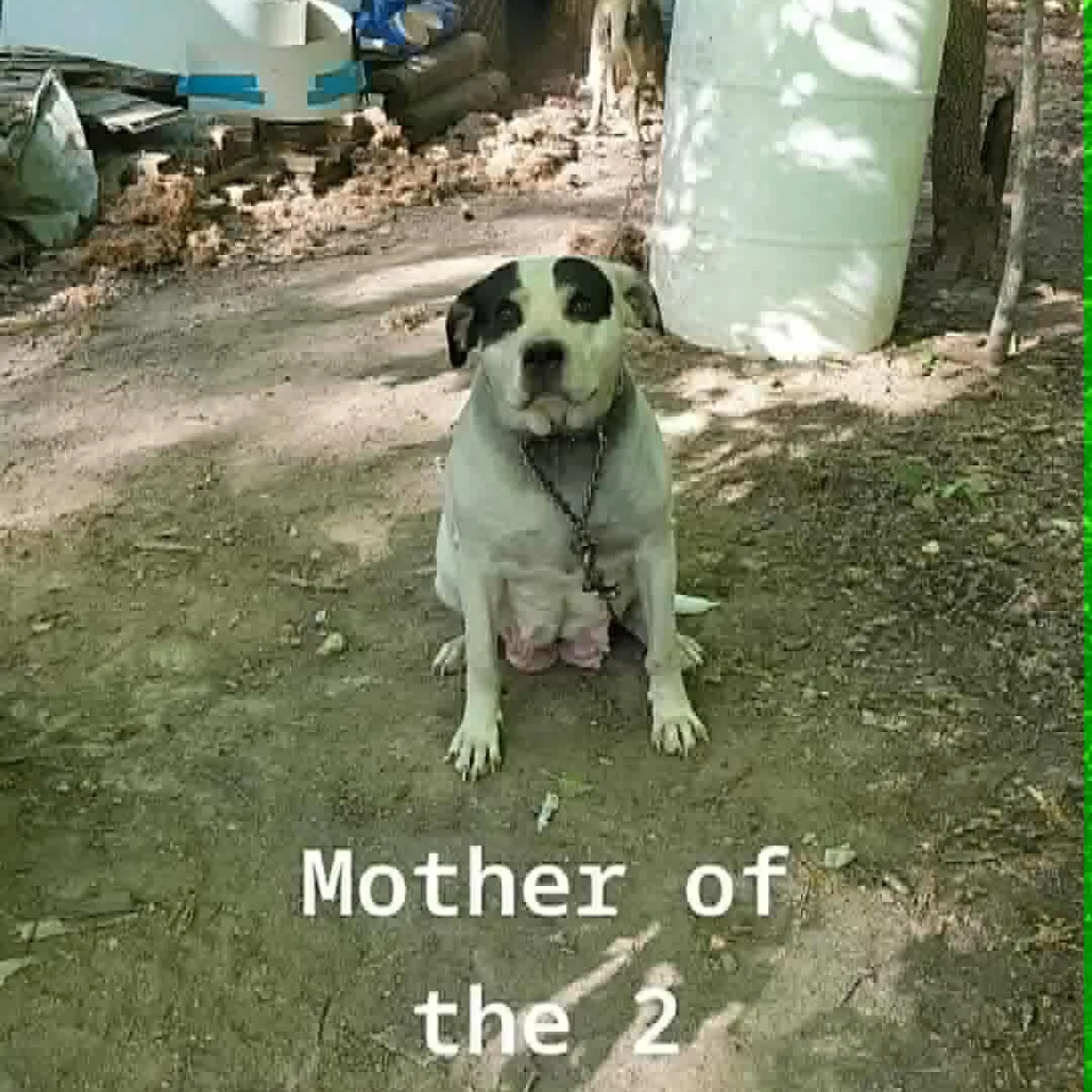 Found pet-0