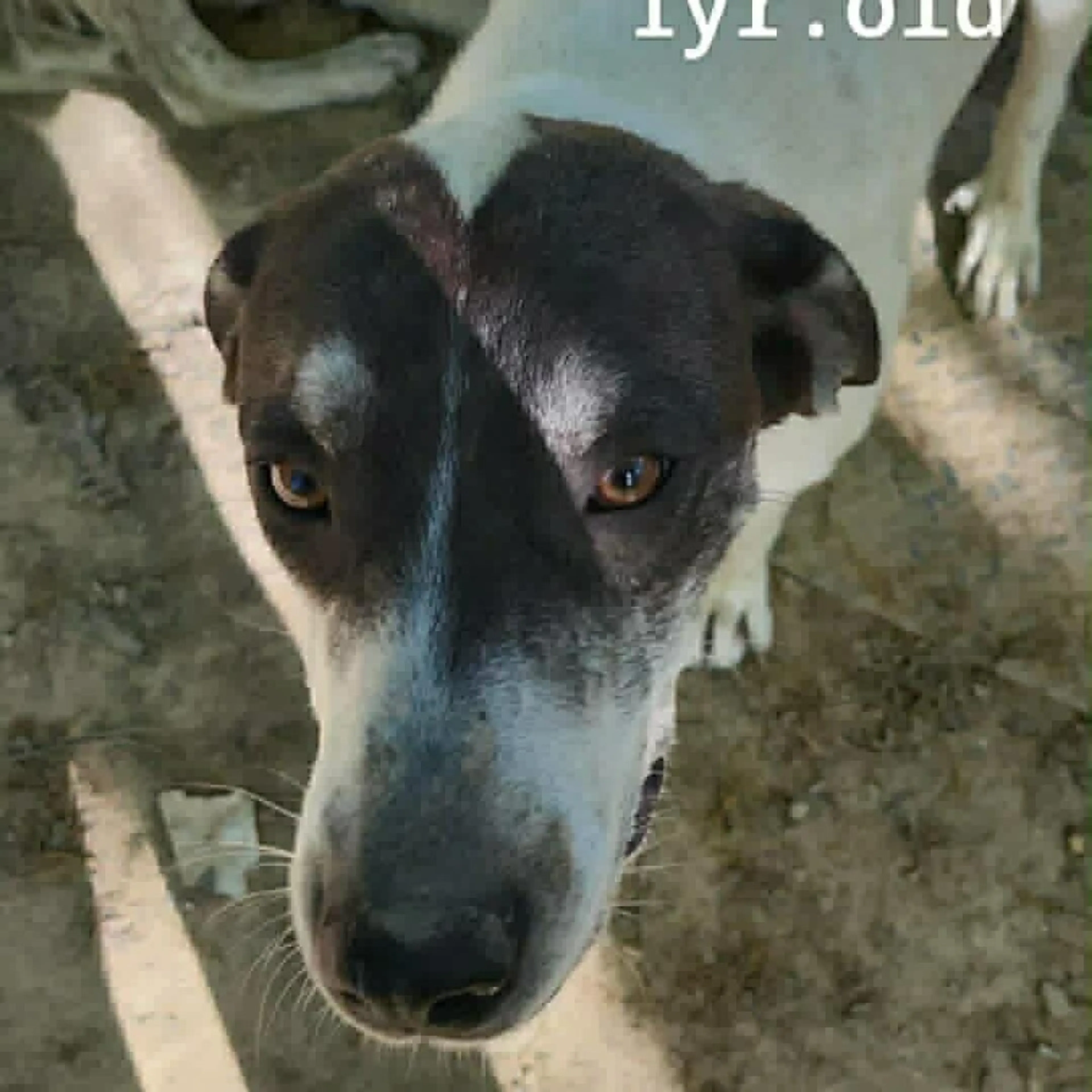 Found pet-0