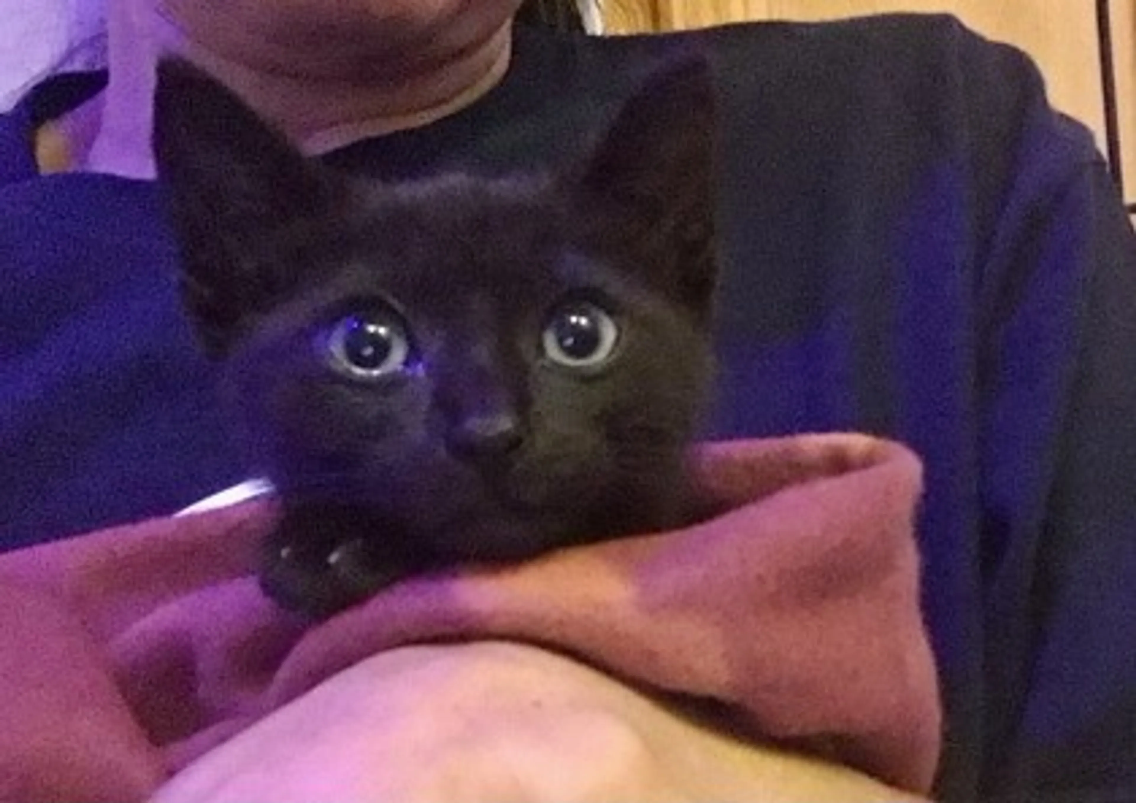 Found pet