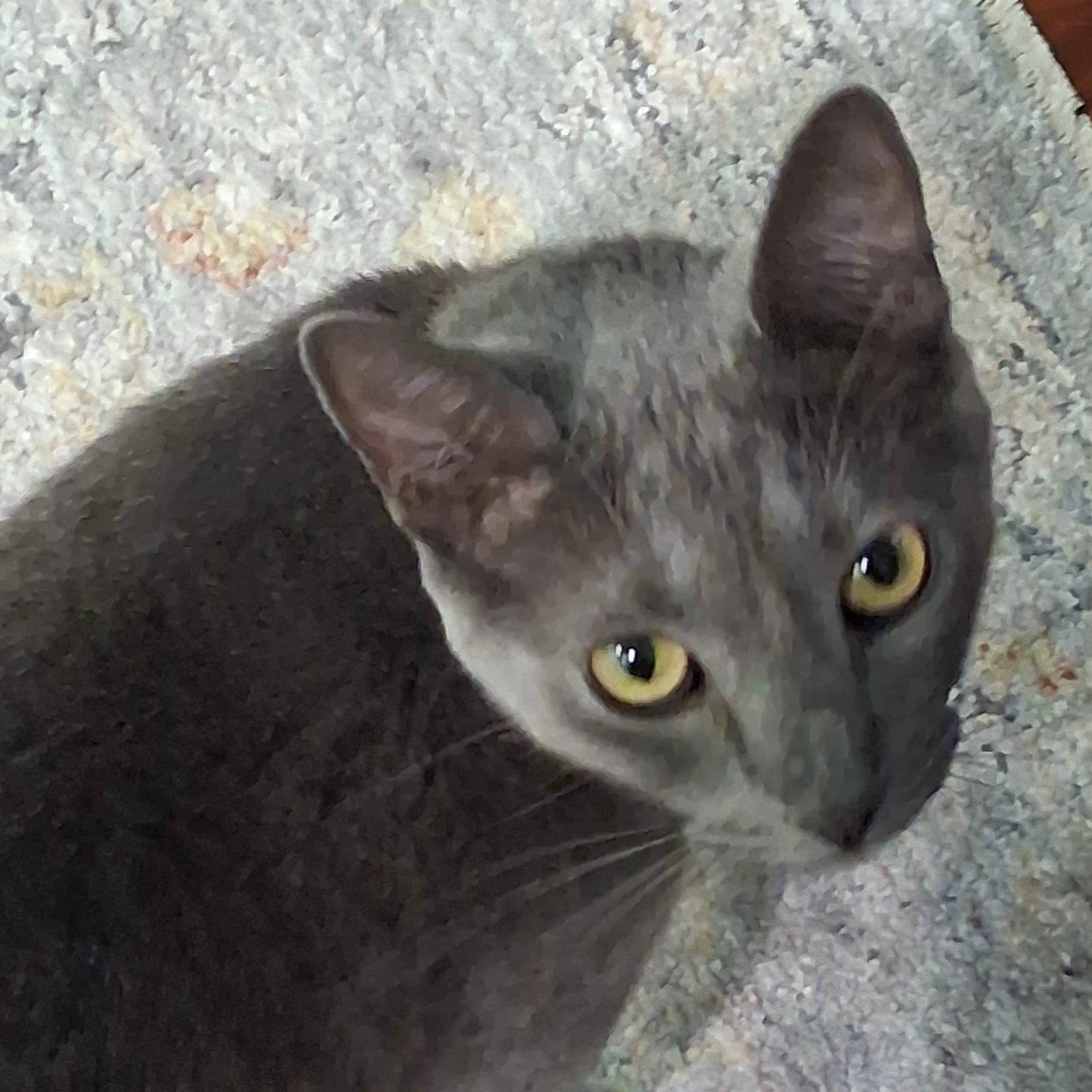 Lost pet-3