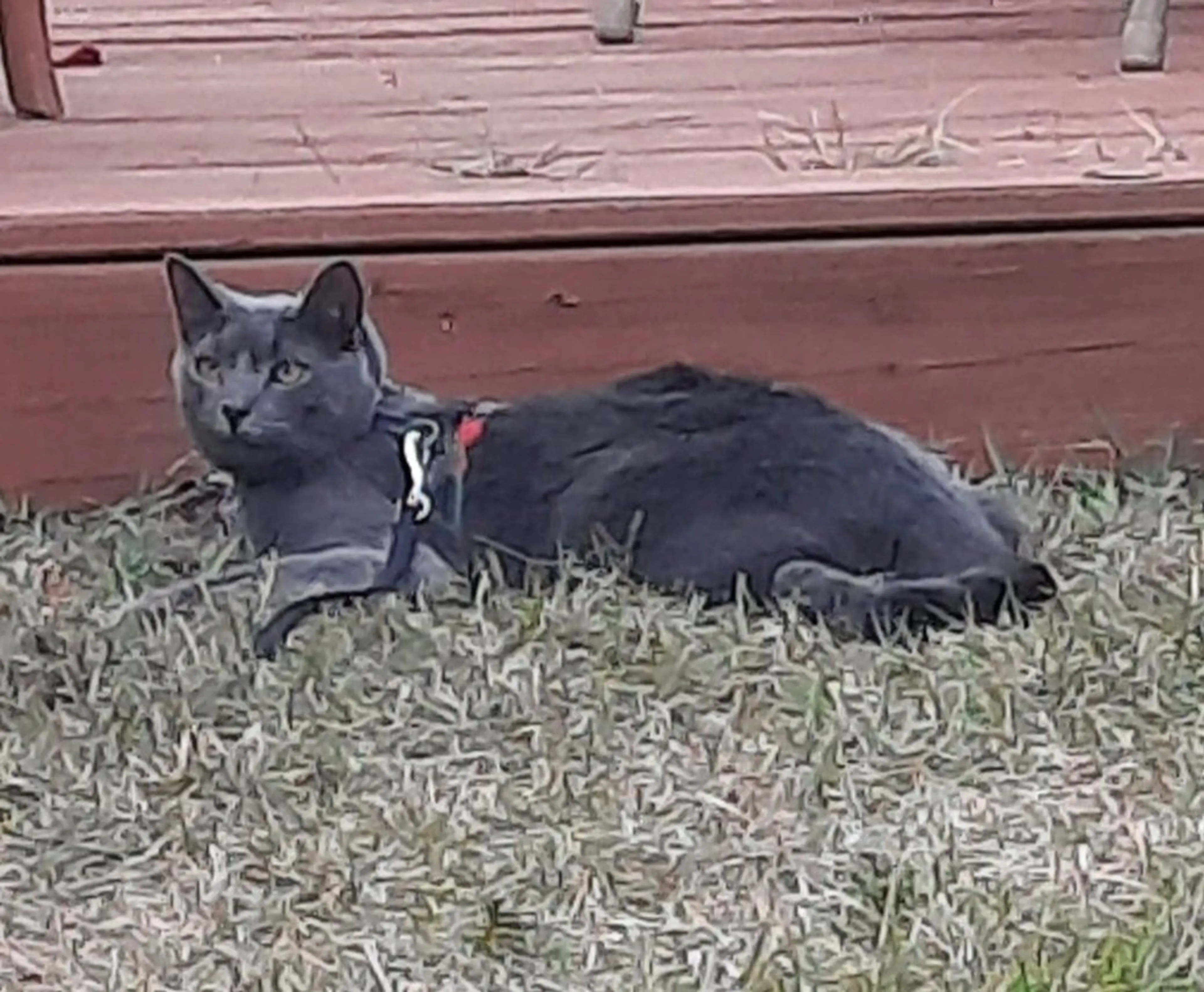 Lost pet-0