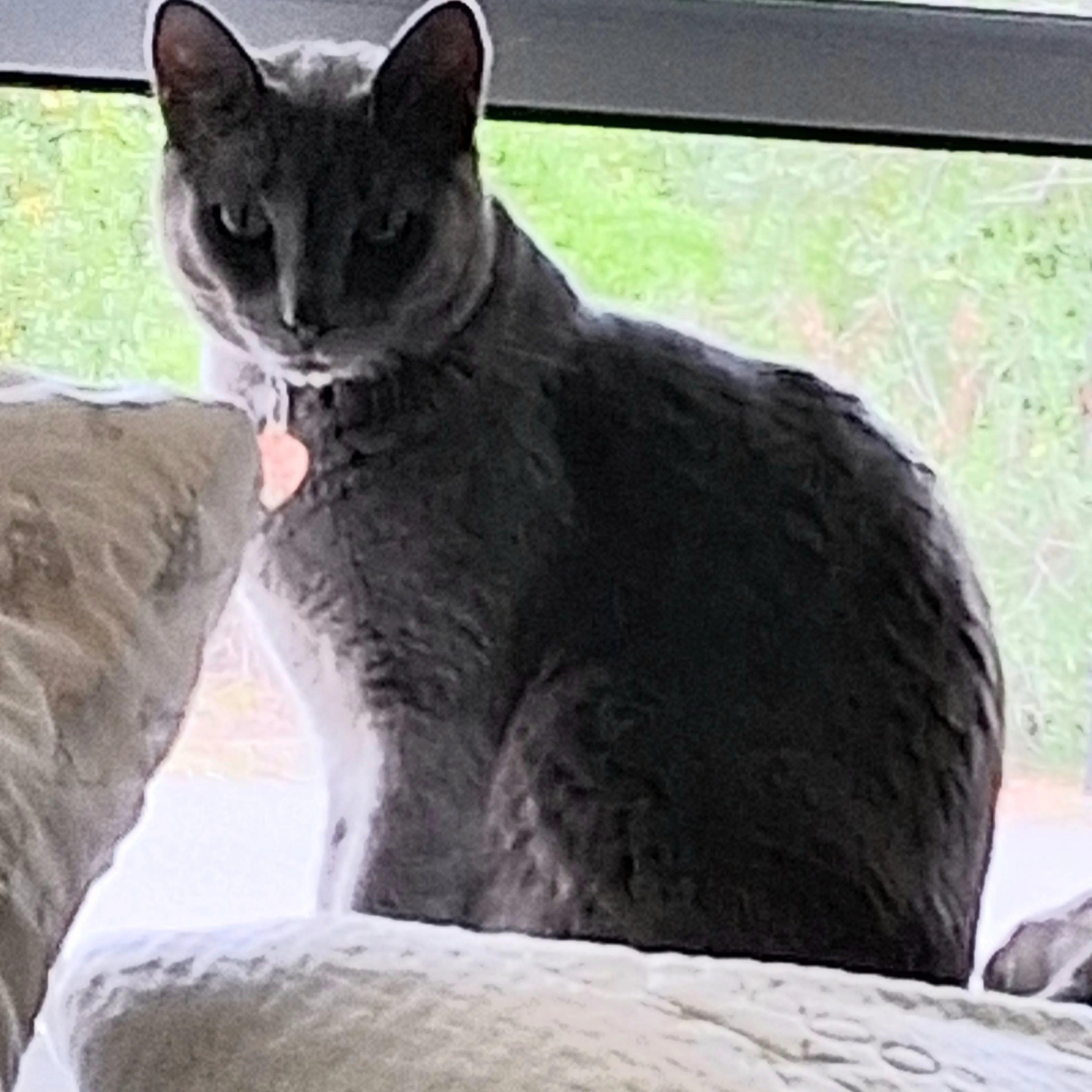 Lost pet-1