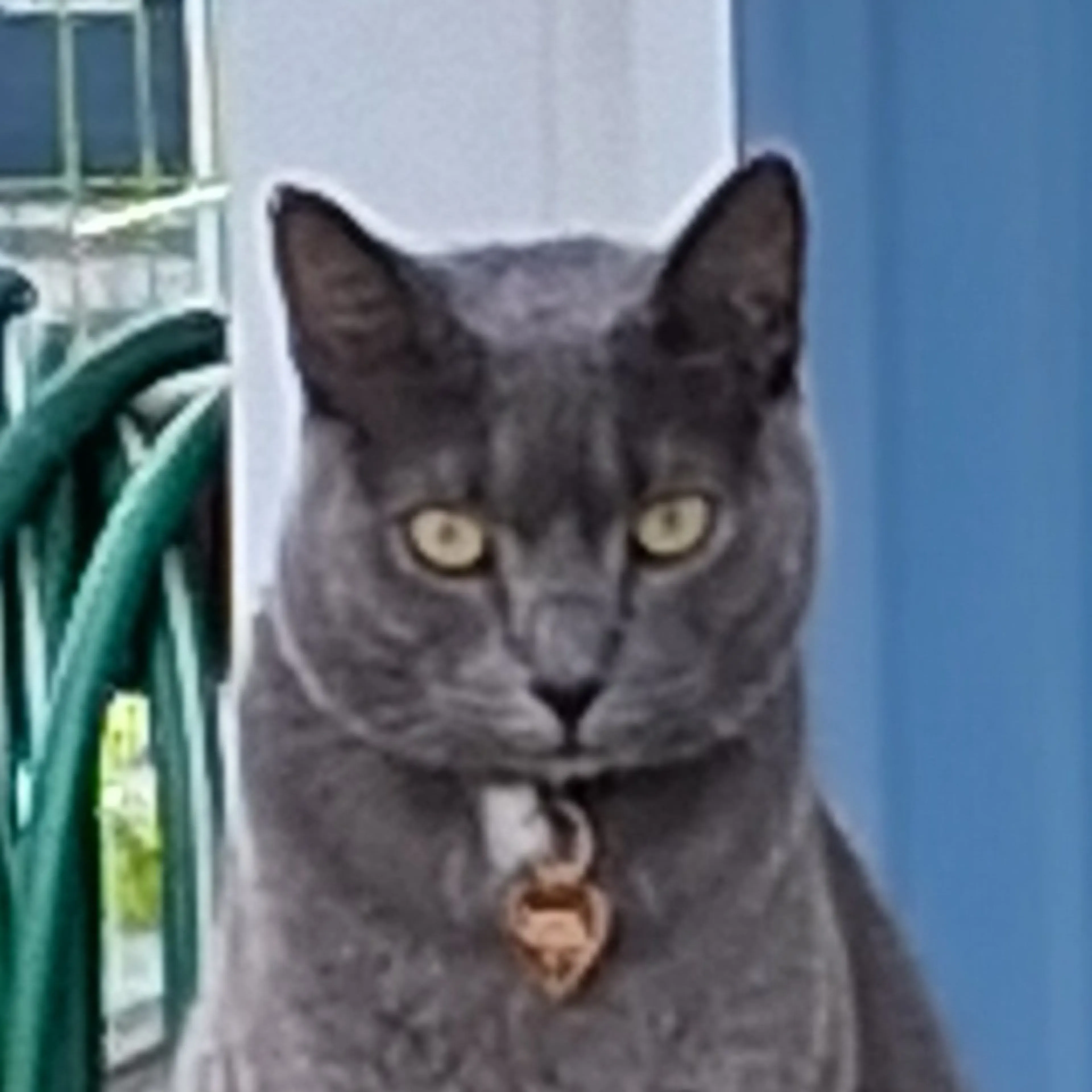 Lost pet-2