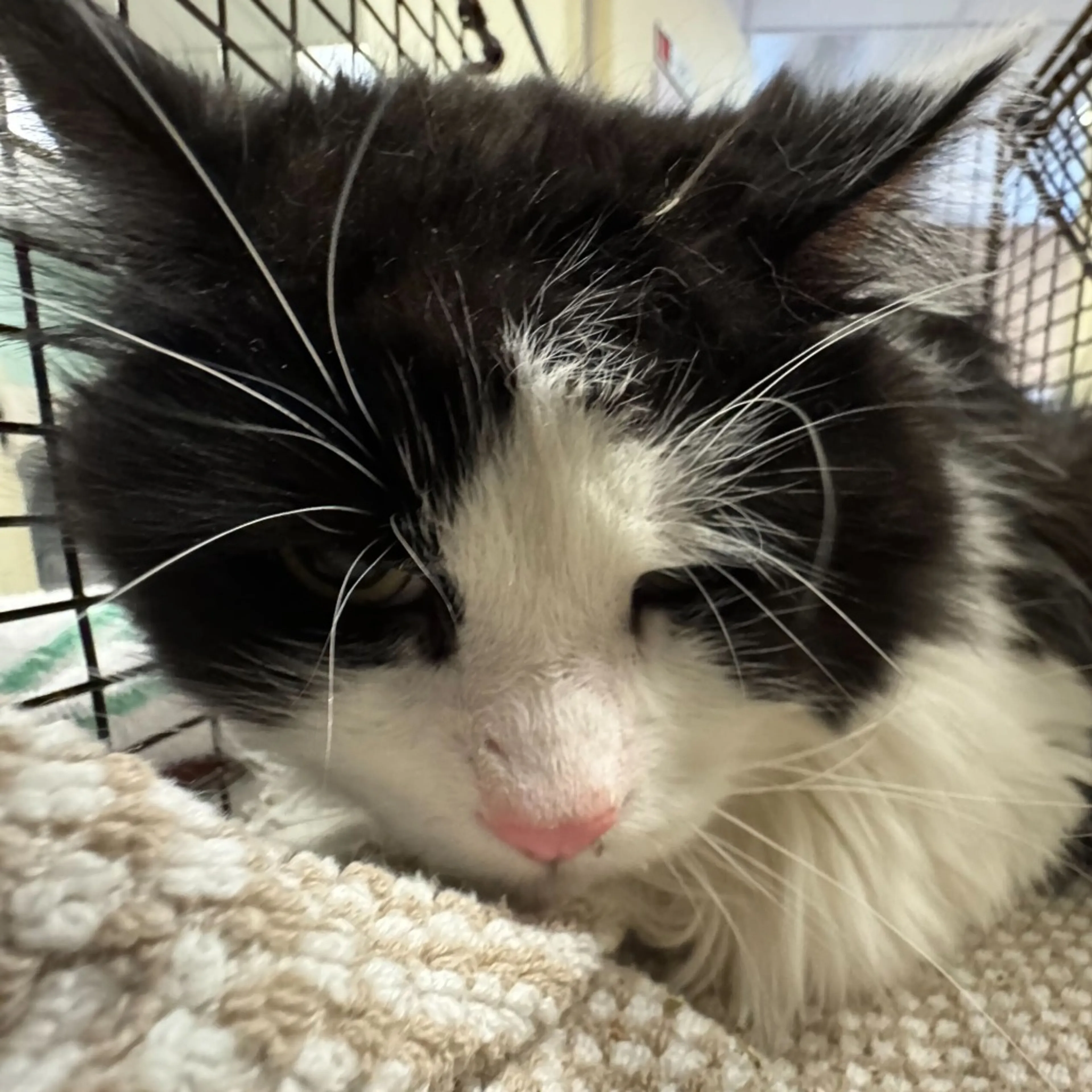 Found pet