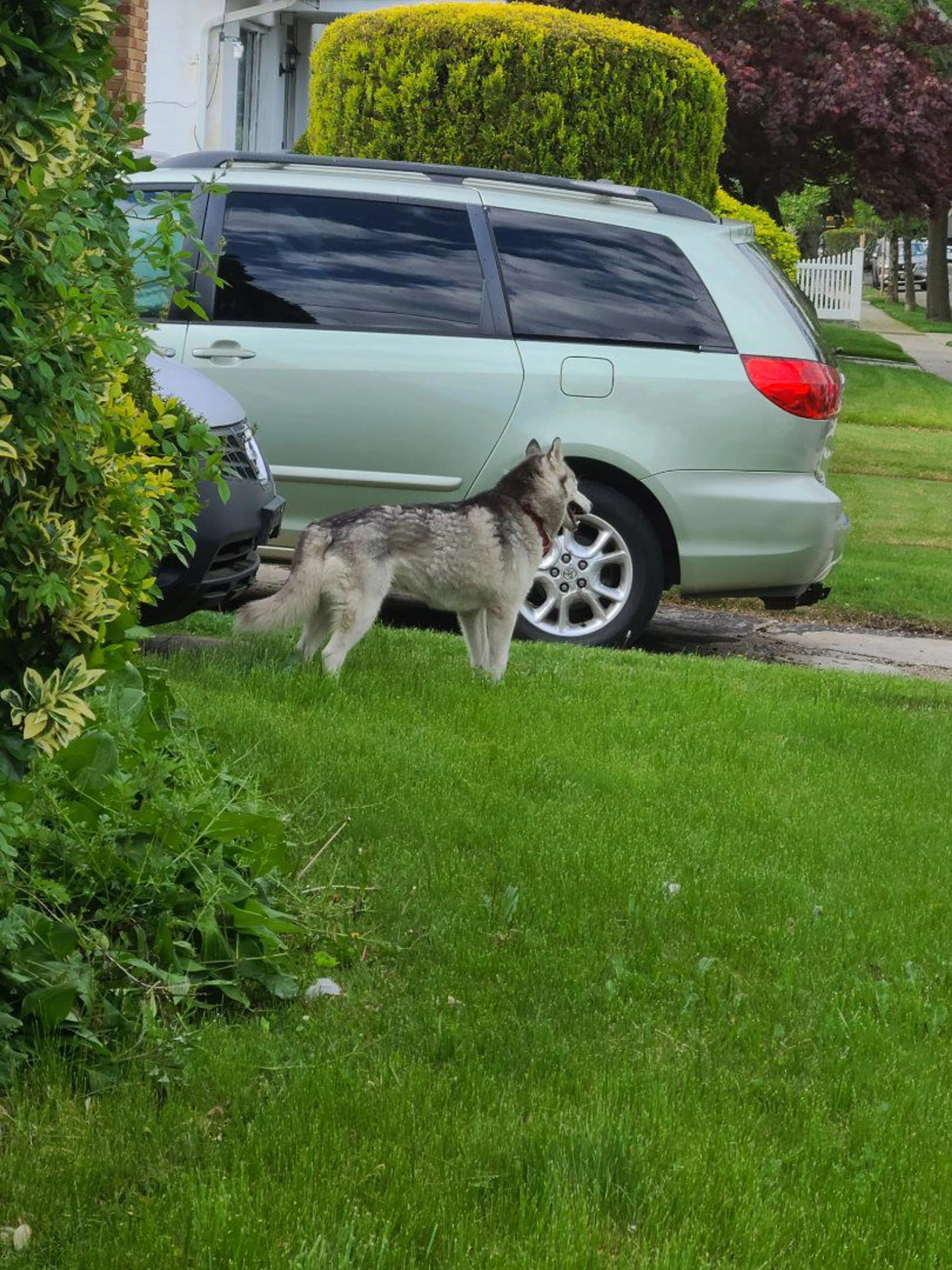 Lost pet
