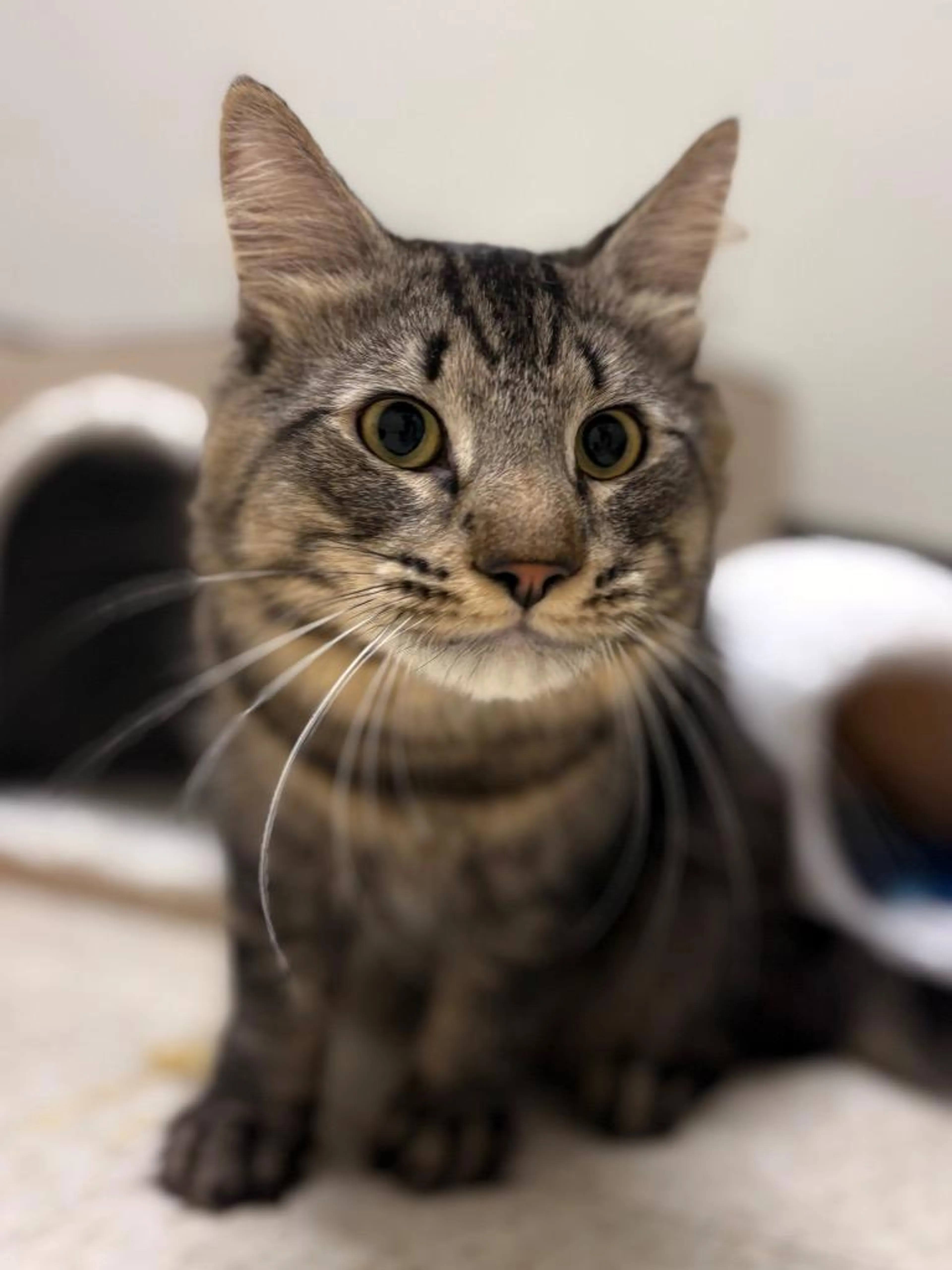 Found pet-0