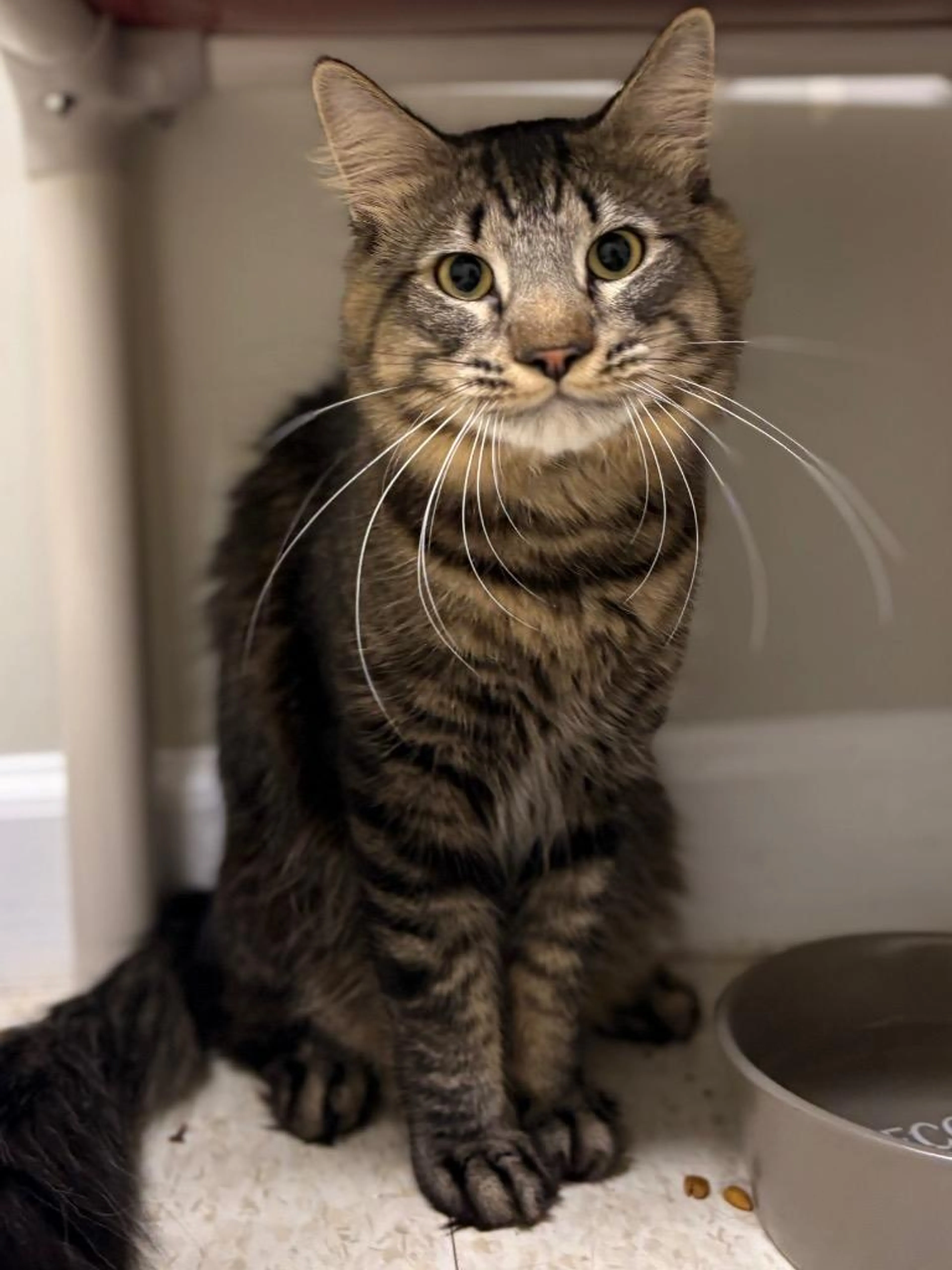 Found pet-1
