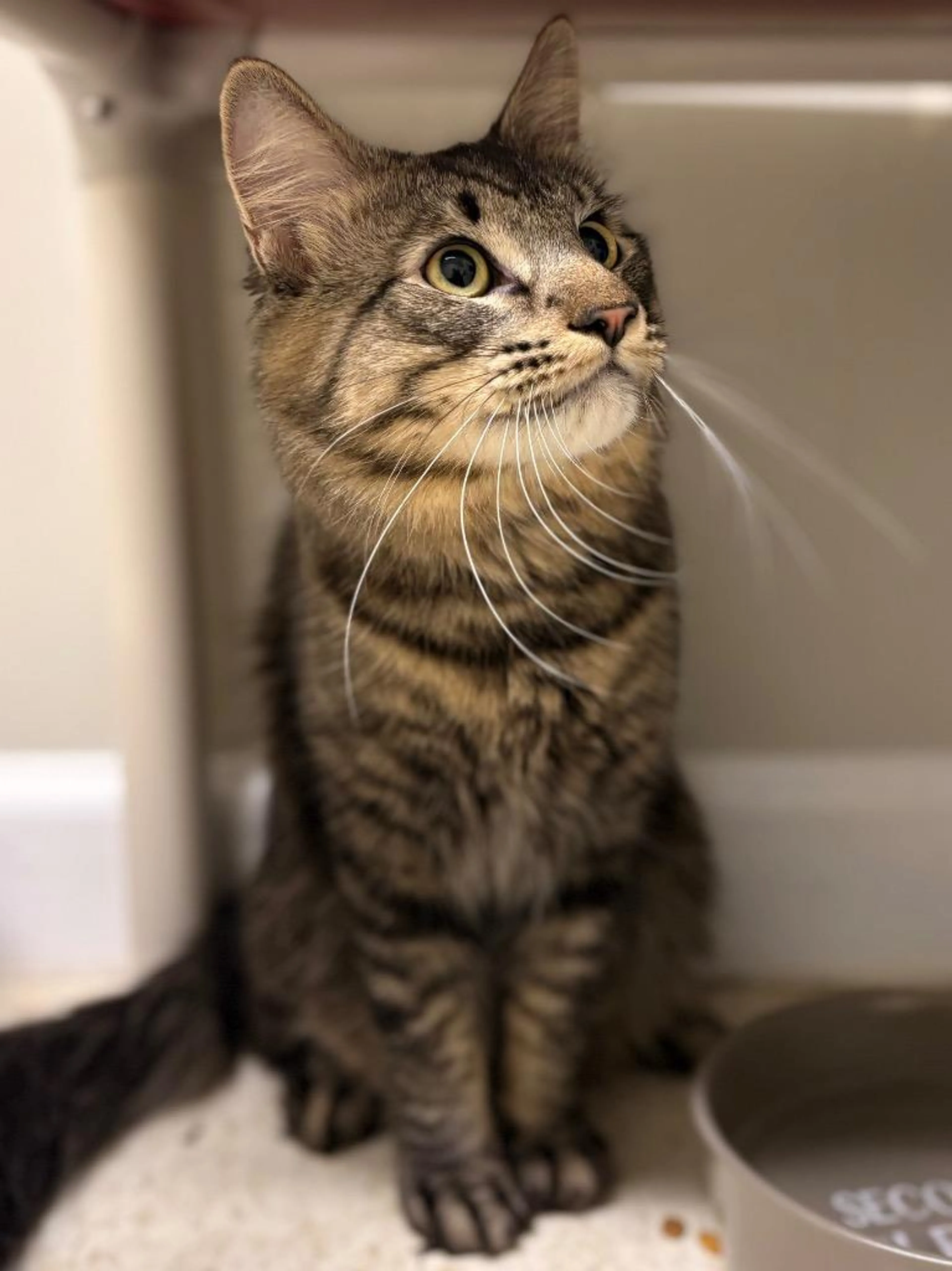 Found pet-2
