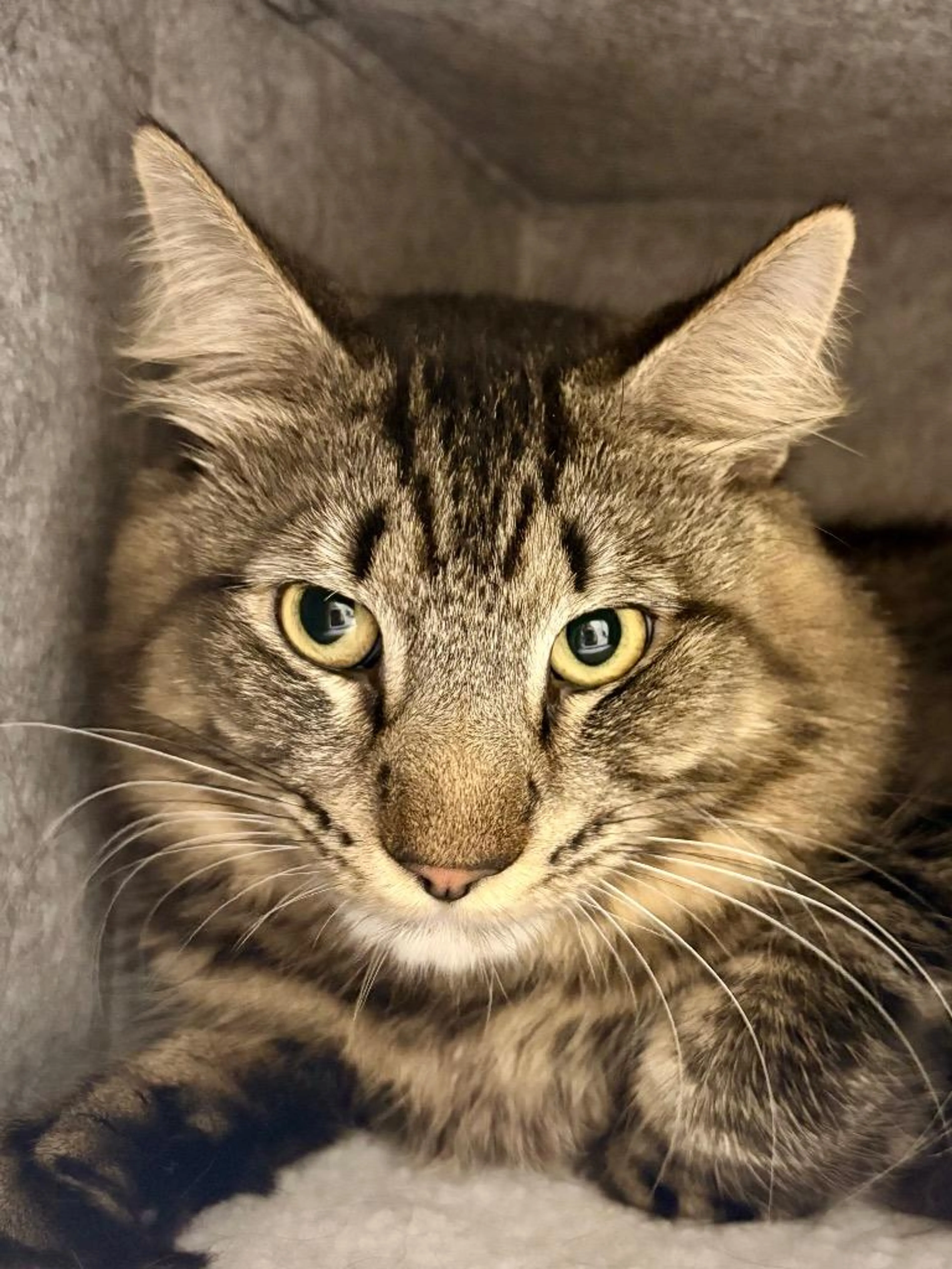 Found pet-3