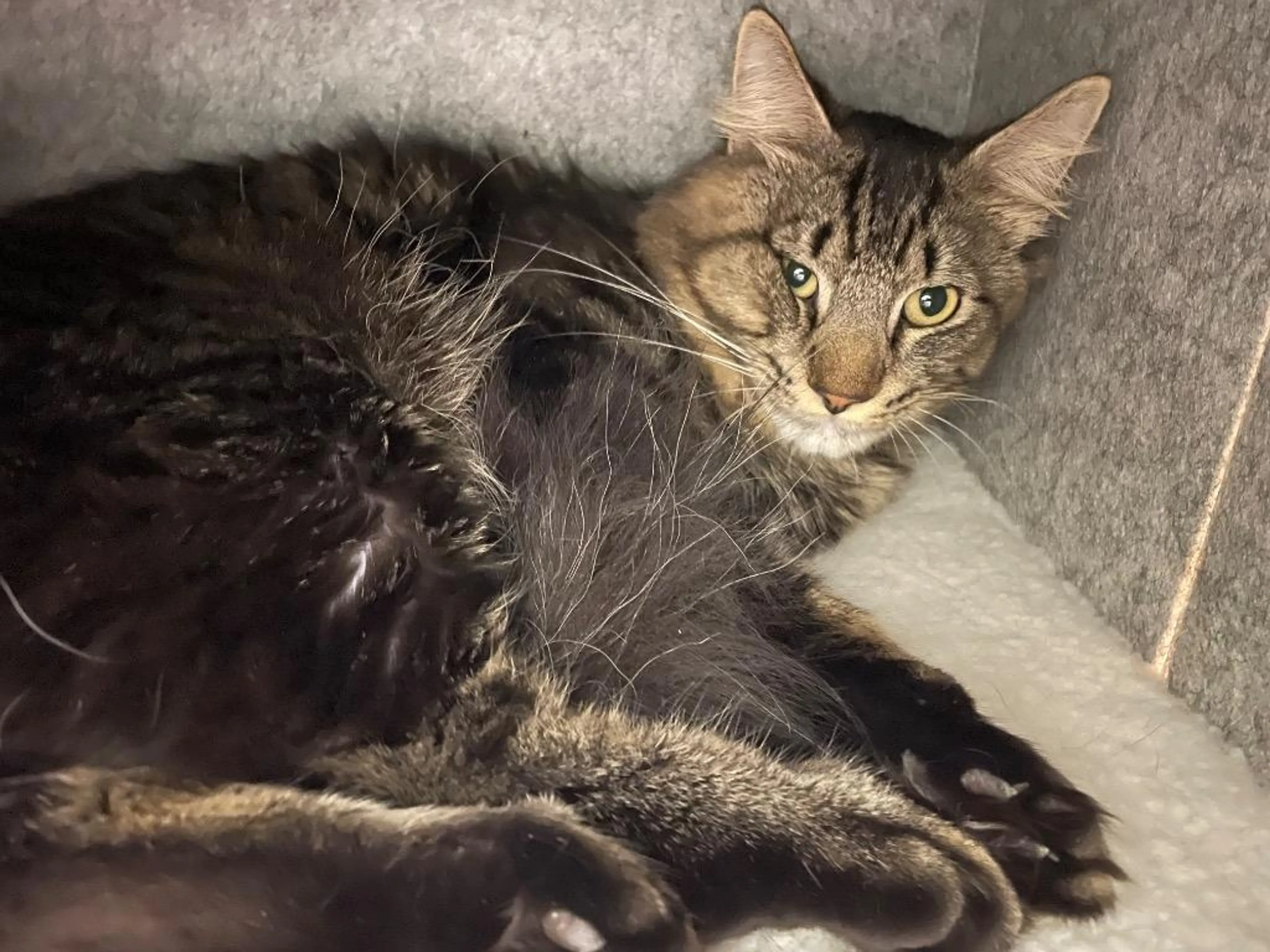 Found pet-4