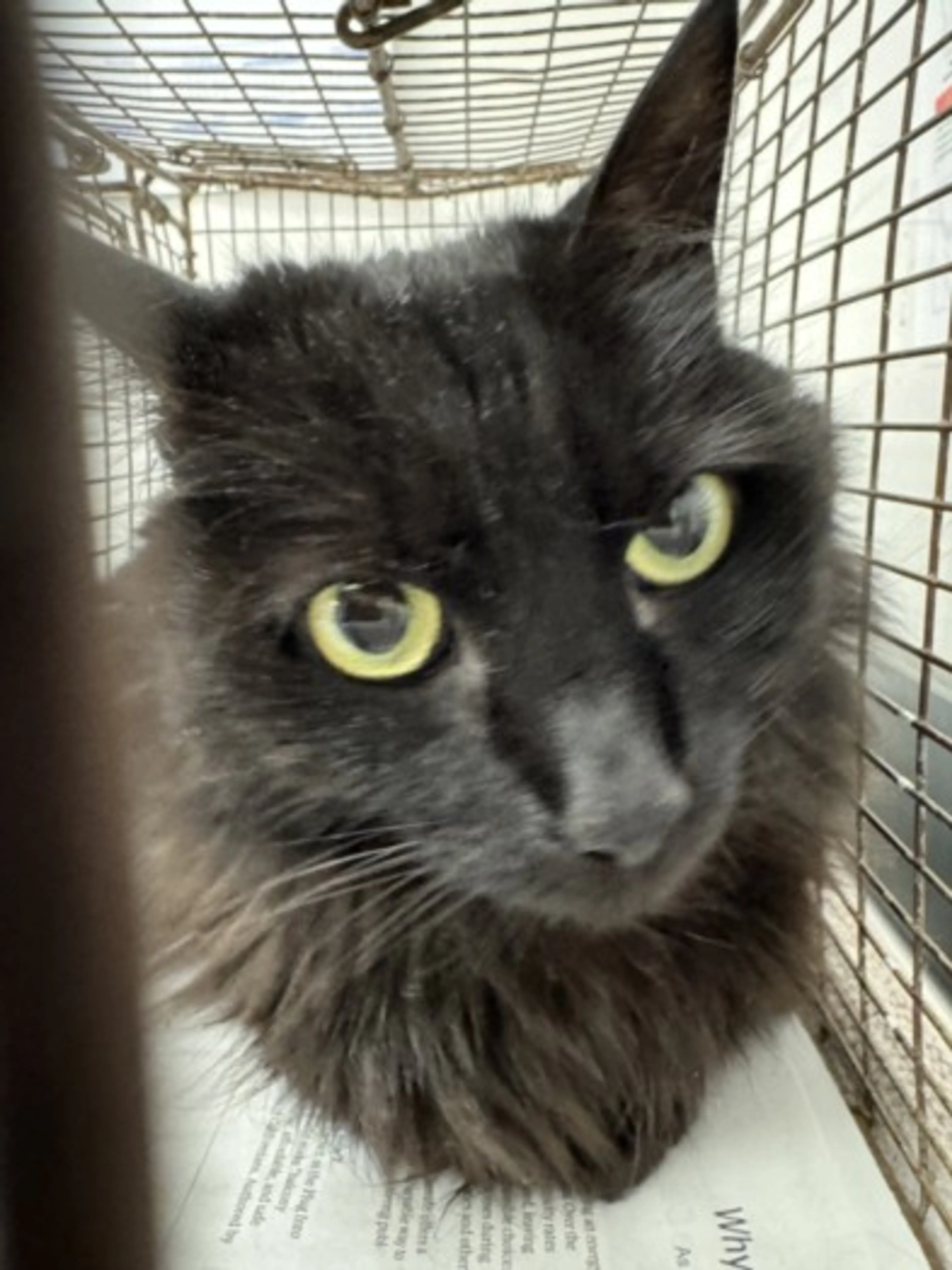 Found pet