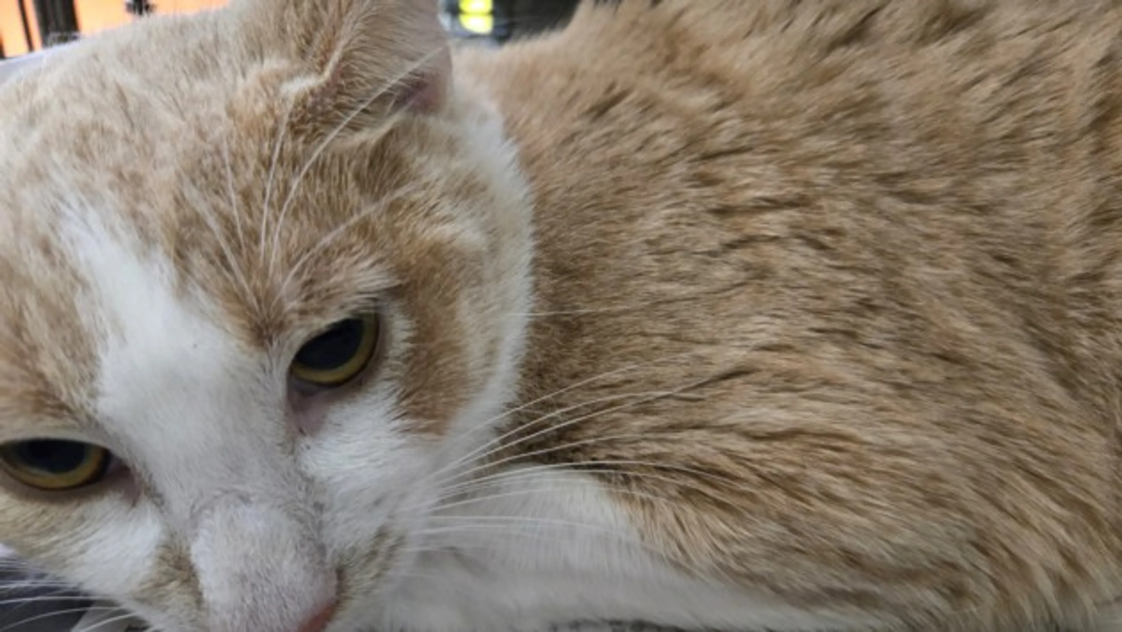Found pet