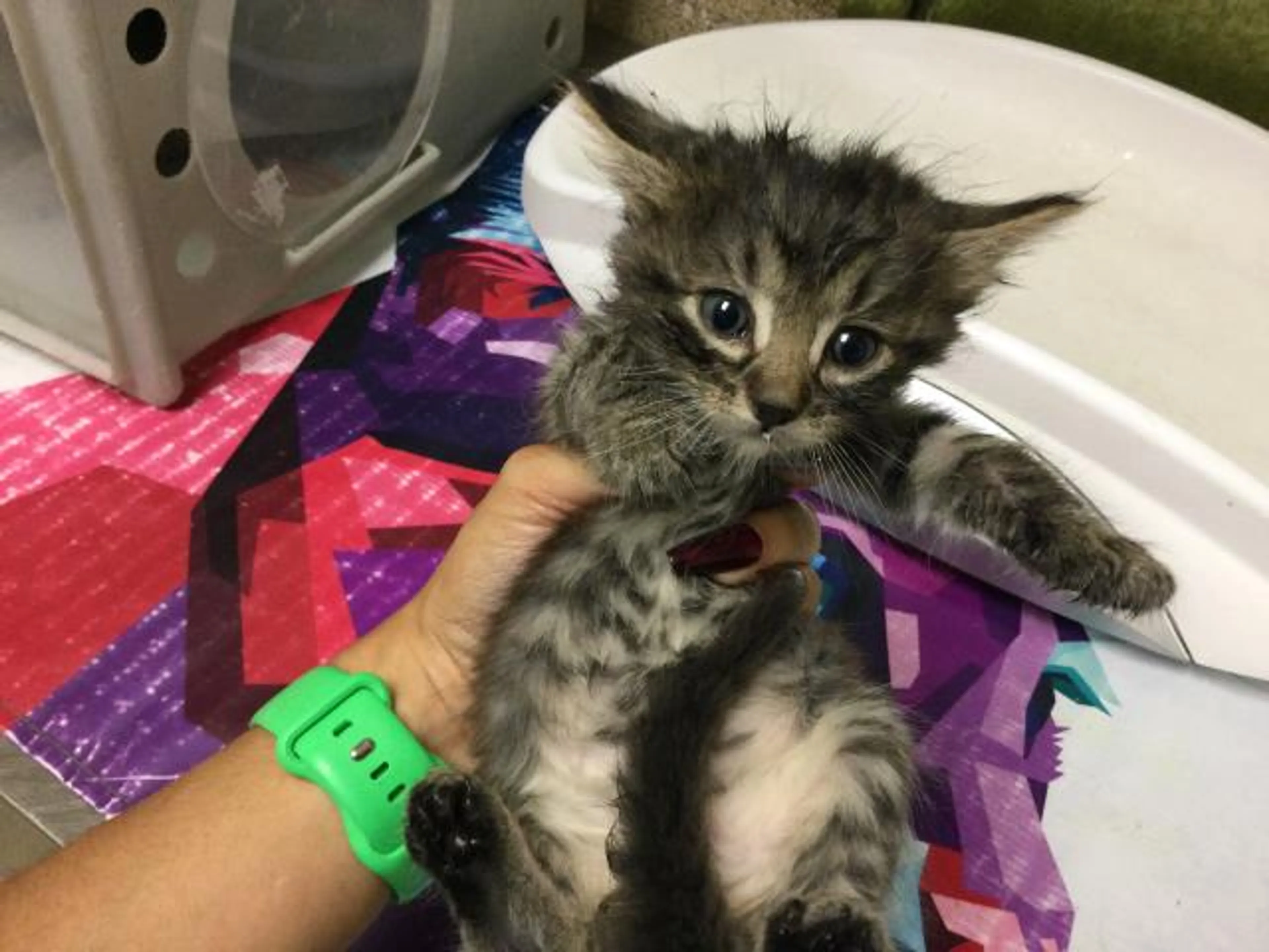 Found pet