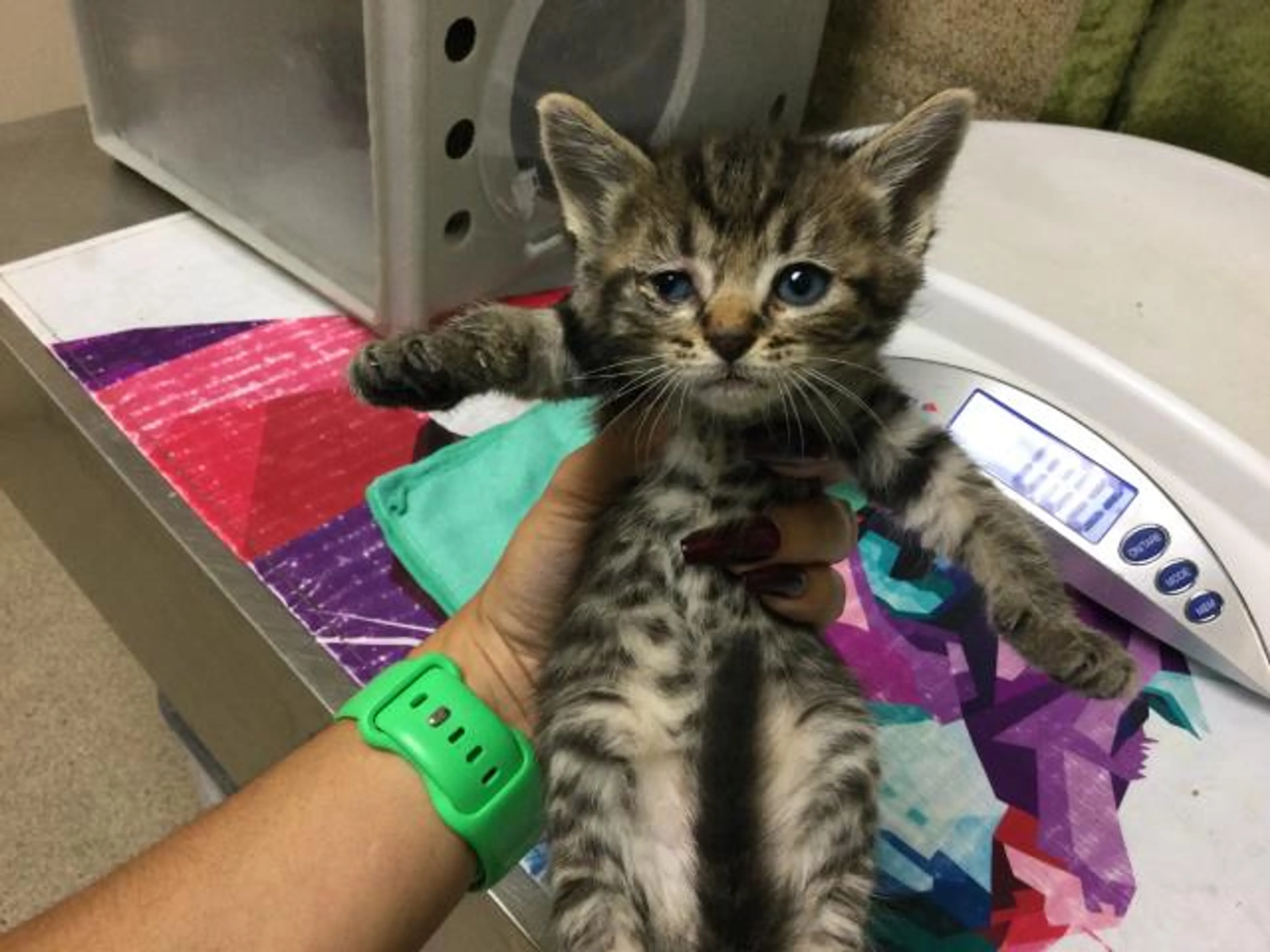 Found pet