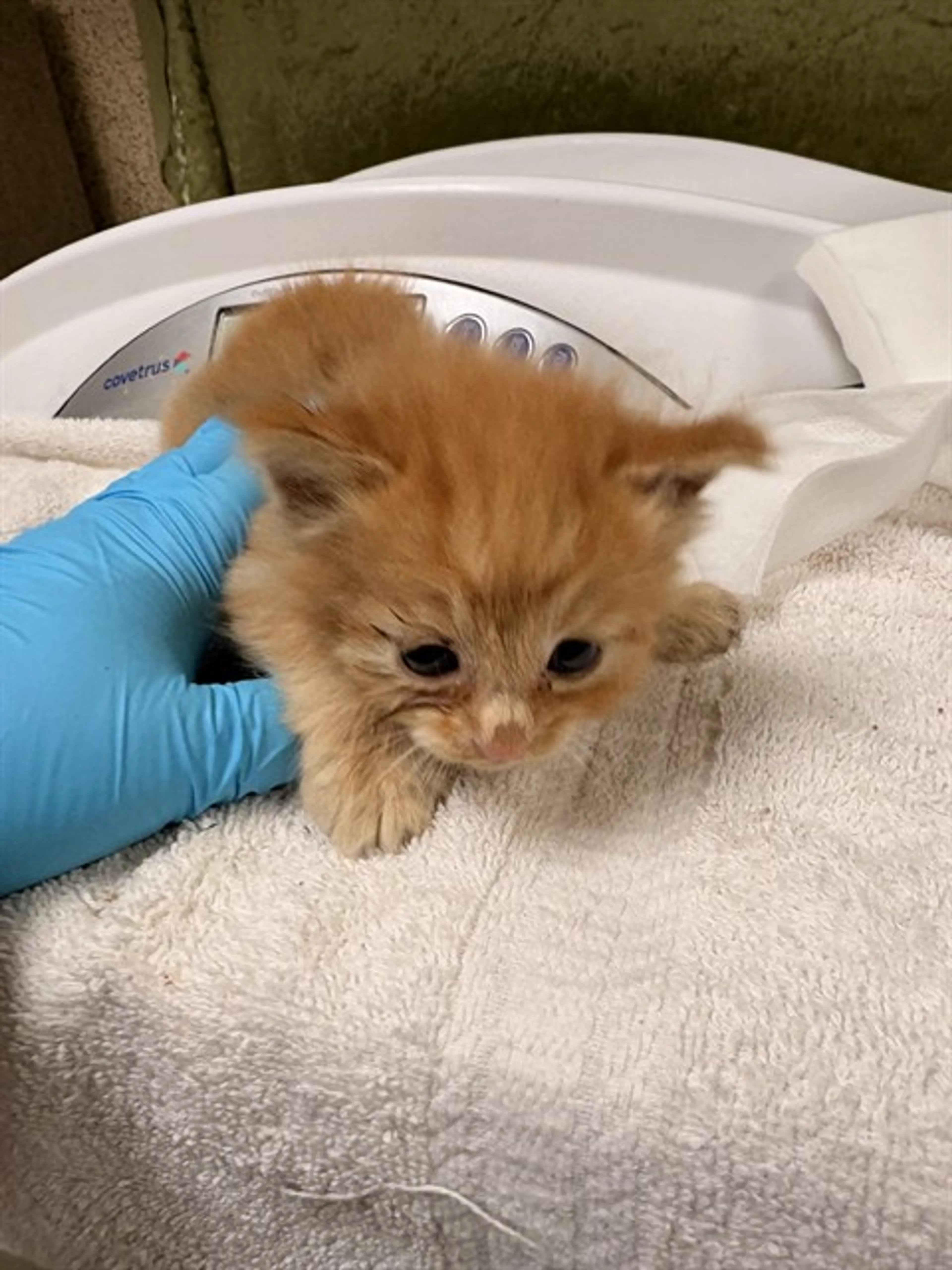 Found pet