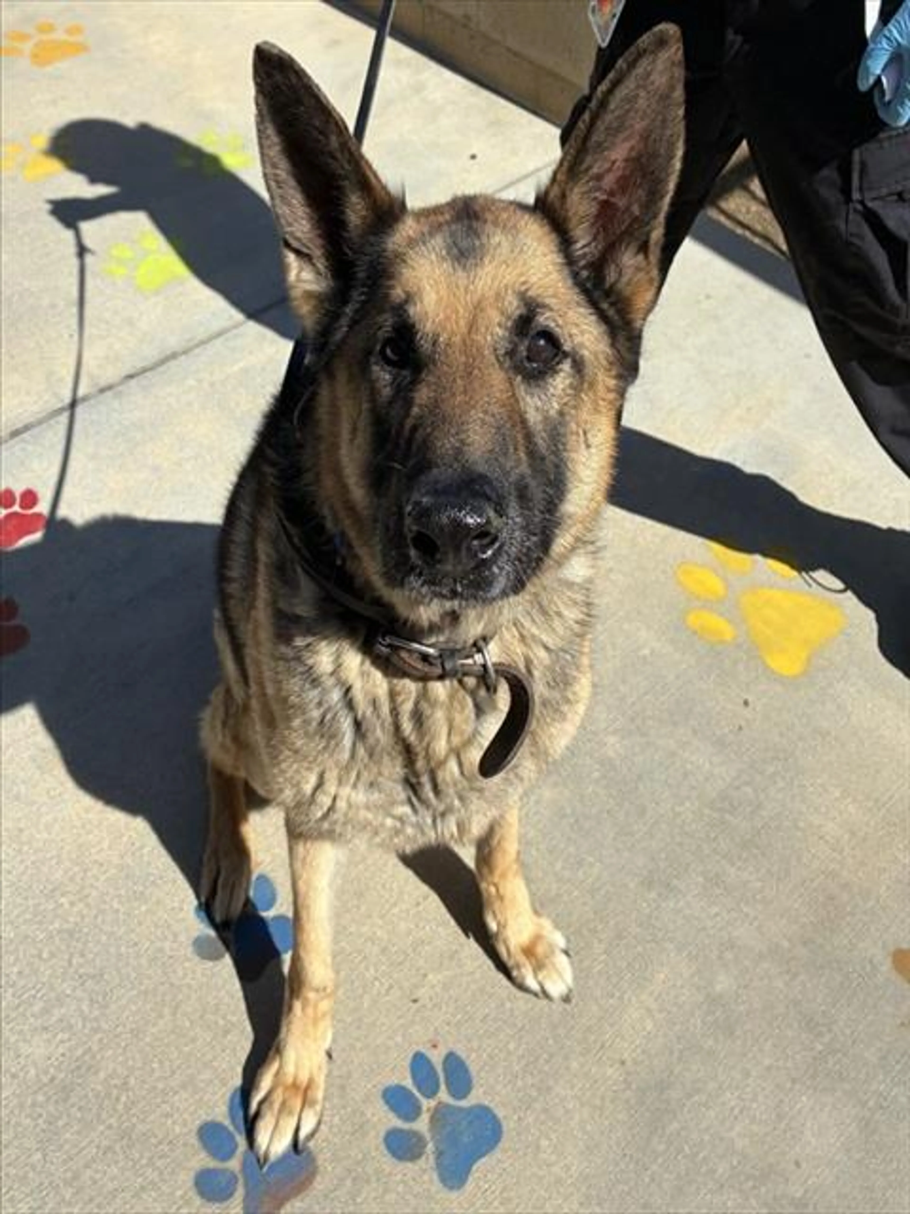 Found pet