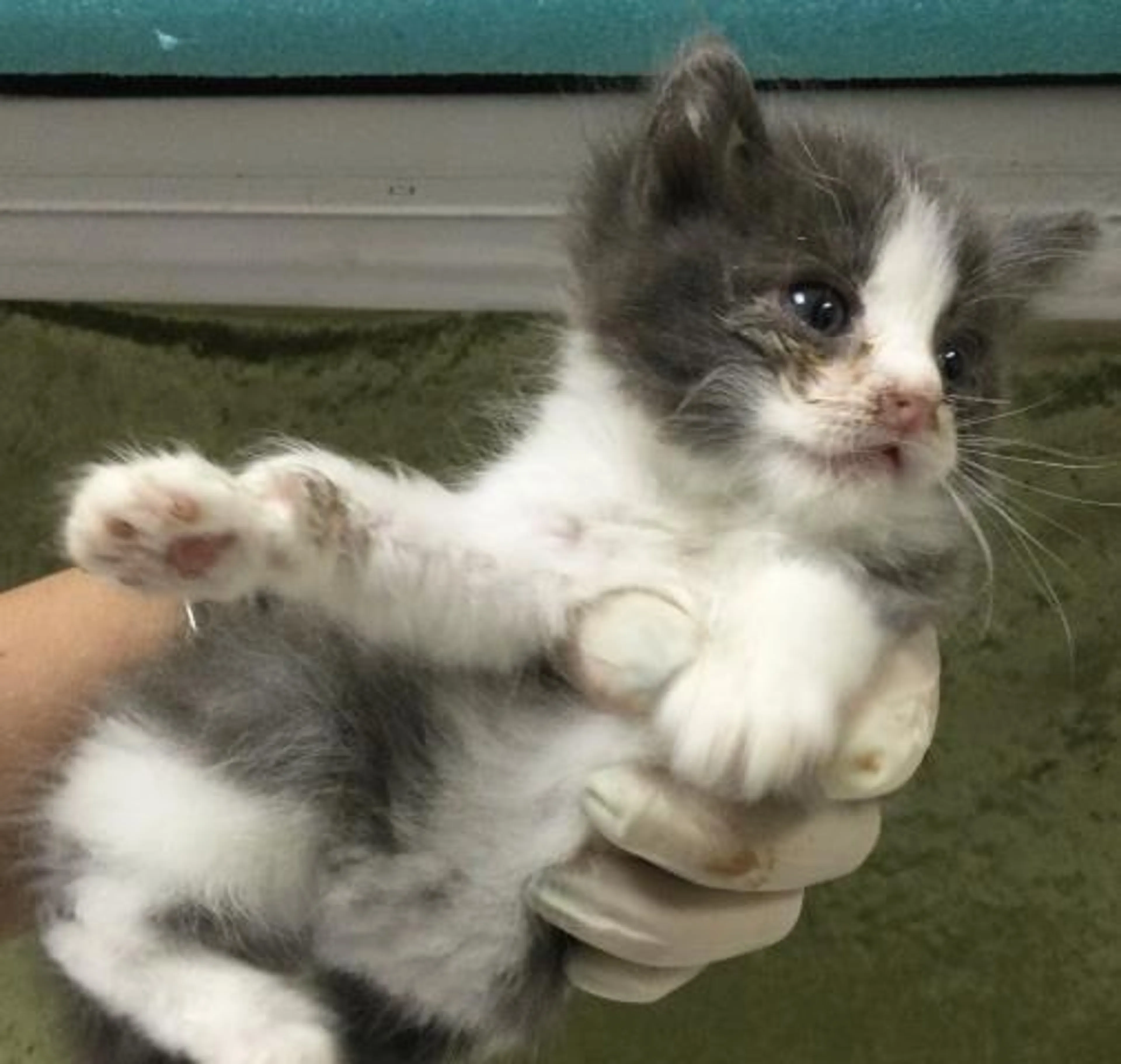 Found pet